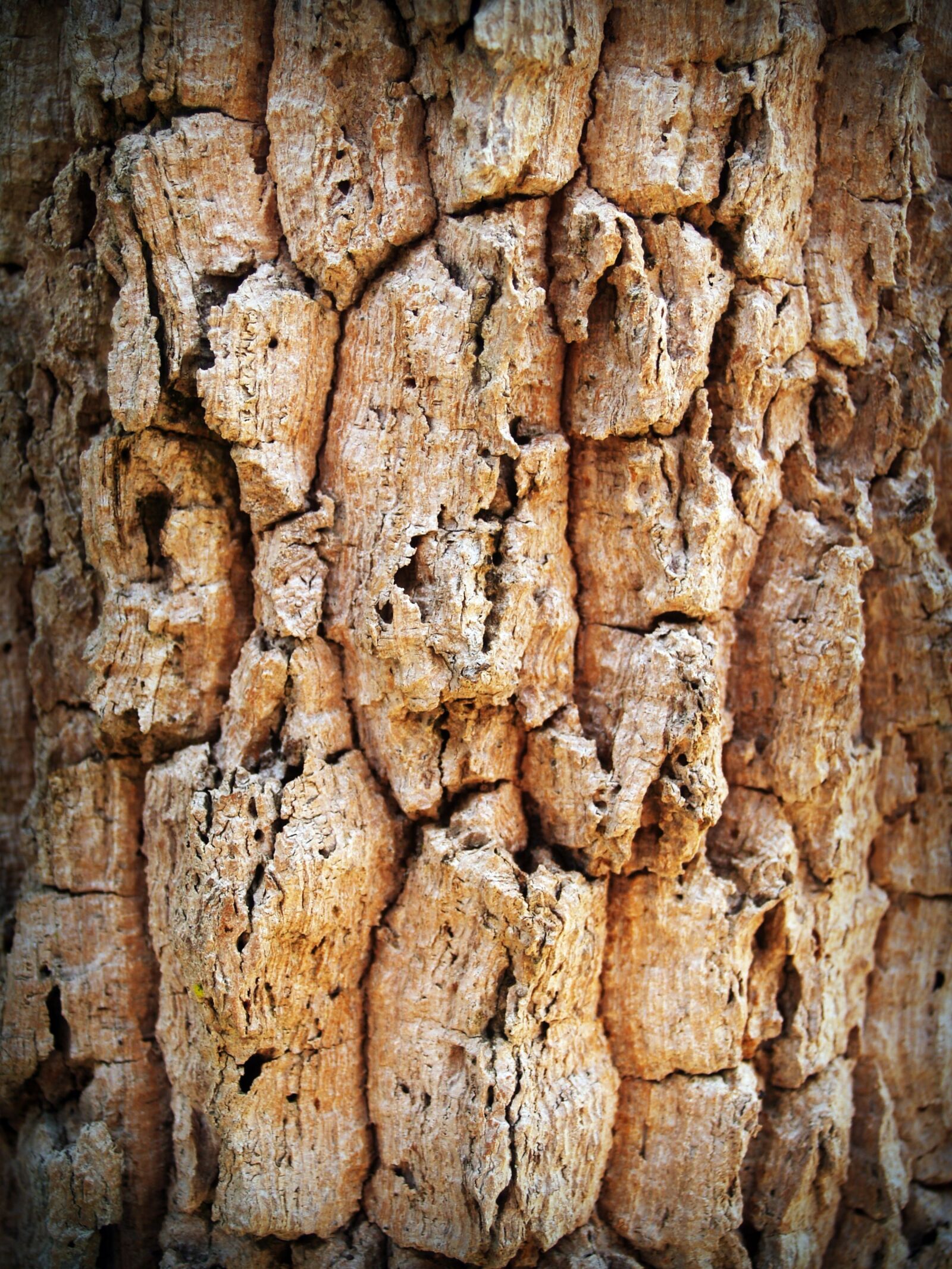 Olympus E-300 (EVOLT E-300) sample photo. Bark, tree, wood photography