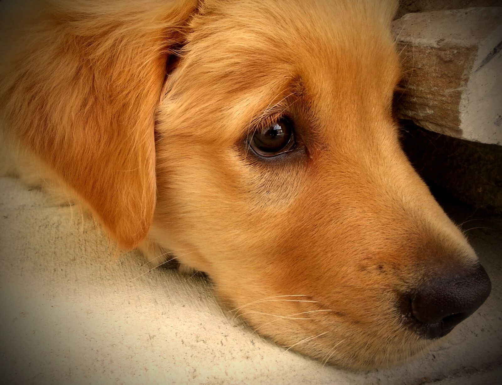 Samsung Galaxy S3 sample photo. Puppy, golden retriever, dog photography
