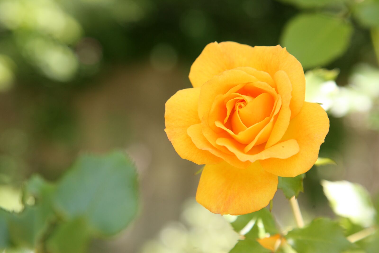 Canon EOS 5D sample photo. Rose, flowers, spring photography