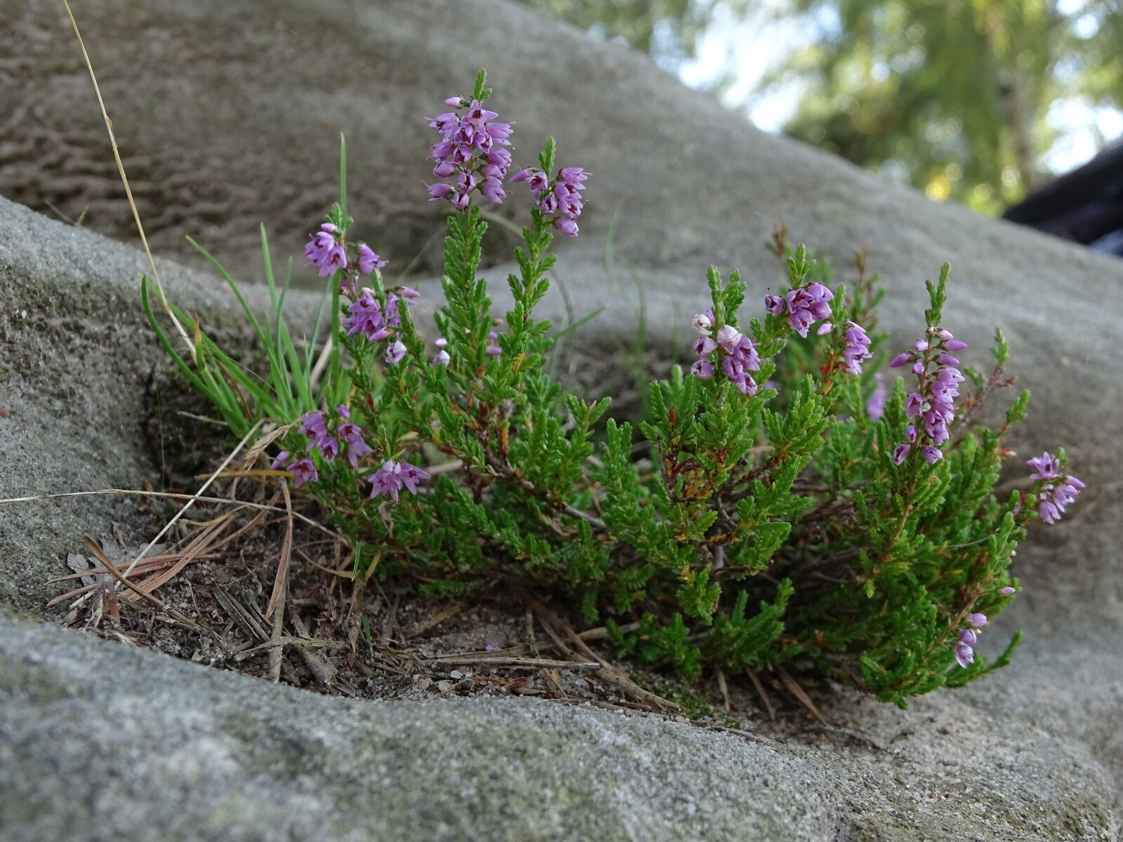 Sony Cyber-shot DSC-HX400V sample photo. Moss, flowering moss, macro photography