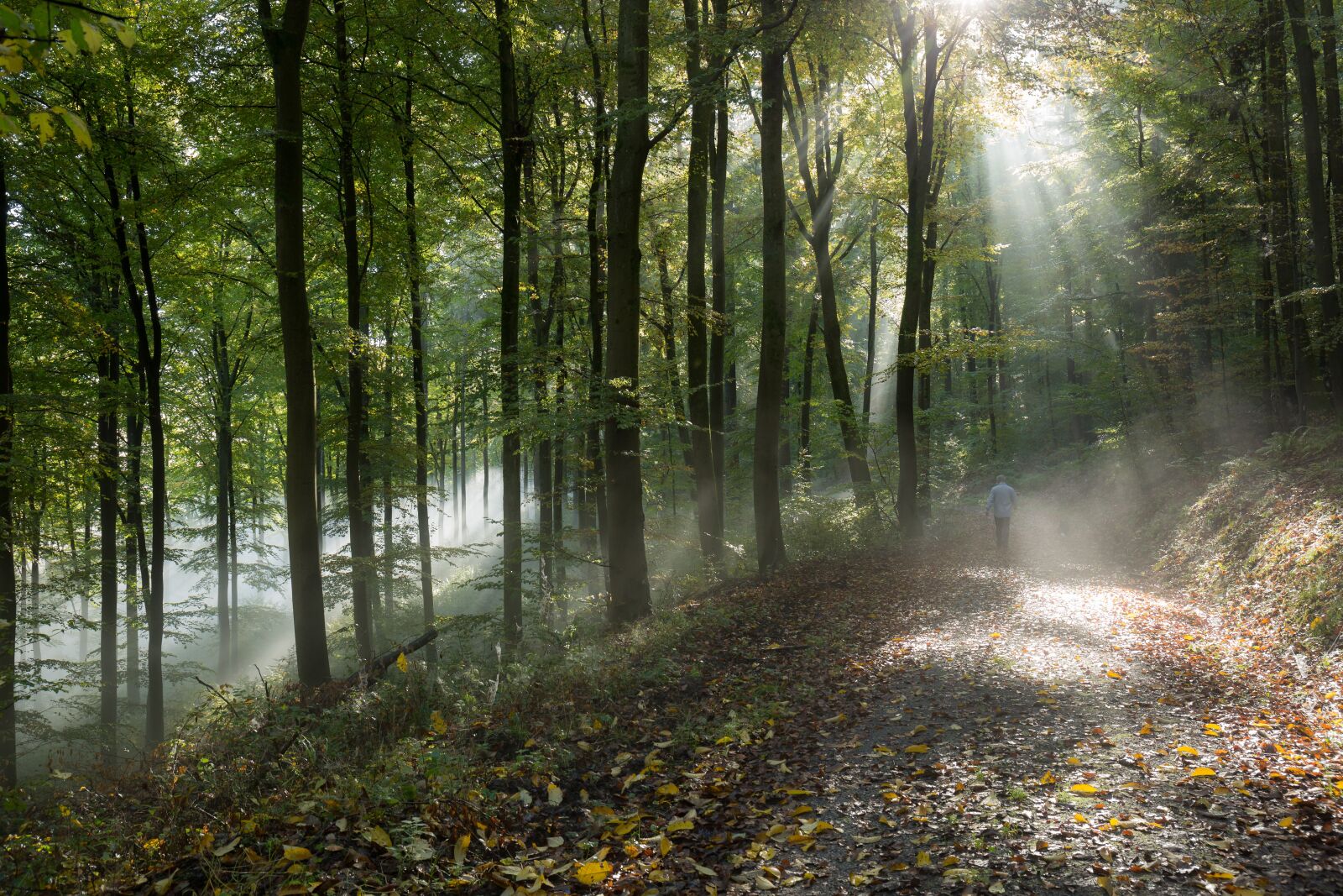 Canon EOS 5D Mark III sample photo. Forest, autumn, fog photography