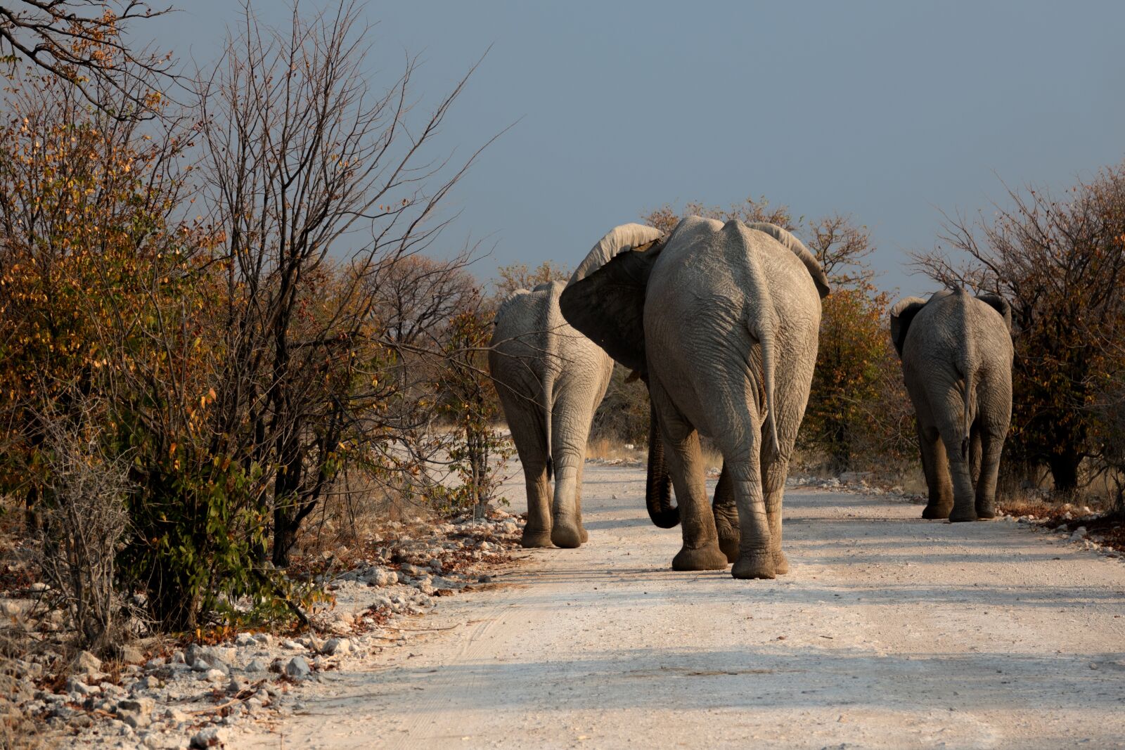 Sony Cyber-shot DSC-RX10 III sample photo. Elephant, botswana, wilderness photography