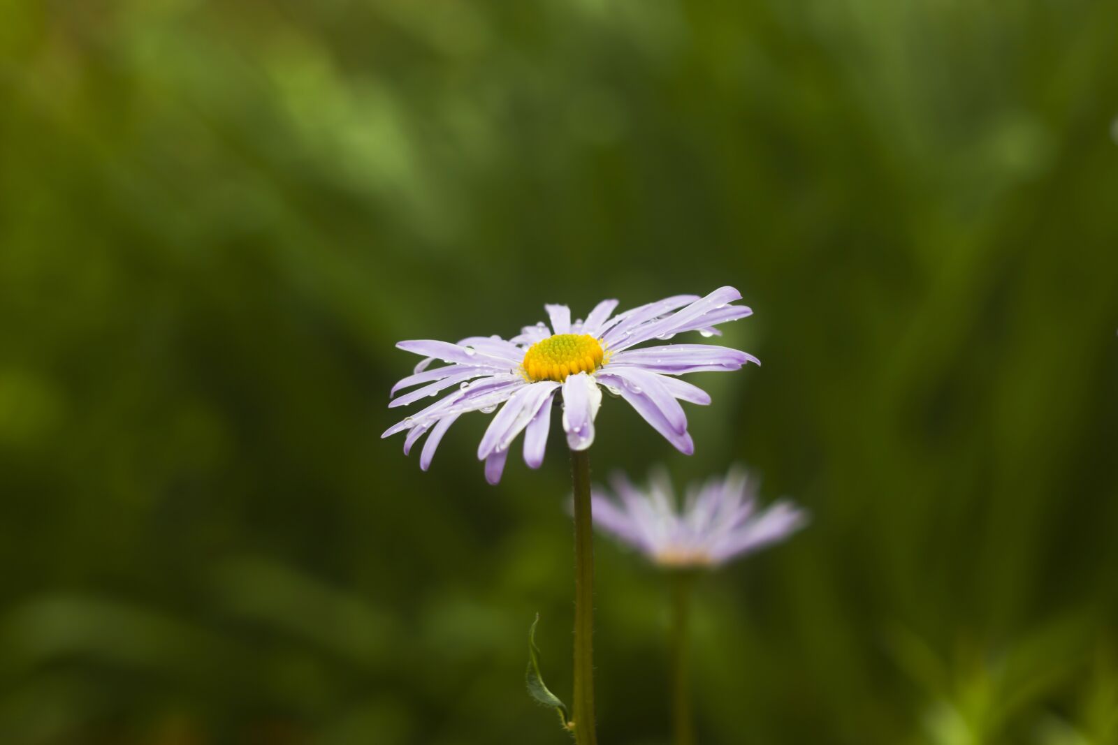 Canon EOS 550D (EOS Rebel T2i / EOS Kiss X4) sample photo. Daisy, flower, nature photography