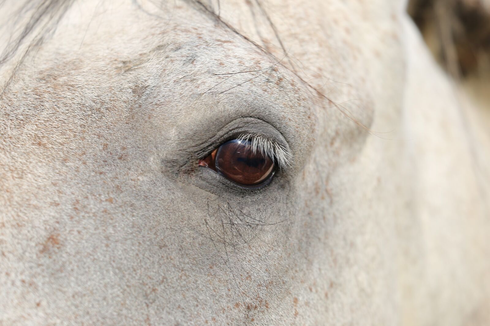 Canon EF 70-300 F4-5.6 IS II USM sample photo. Arabian horse, eye, head photography
