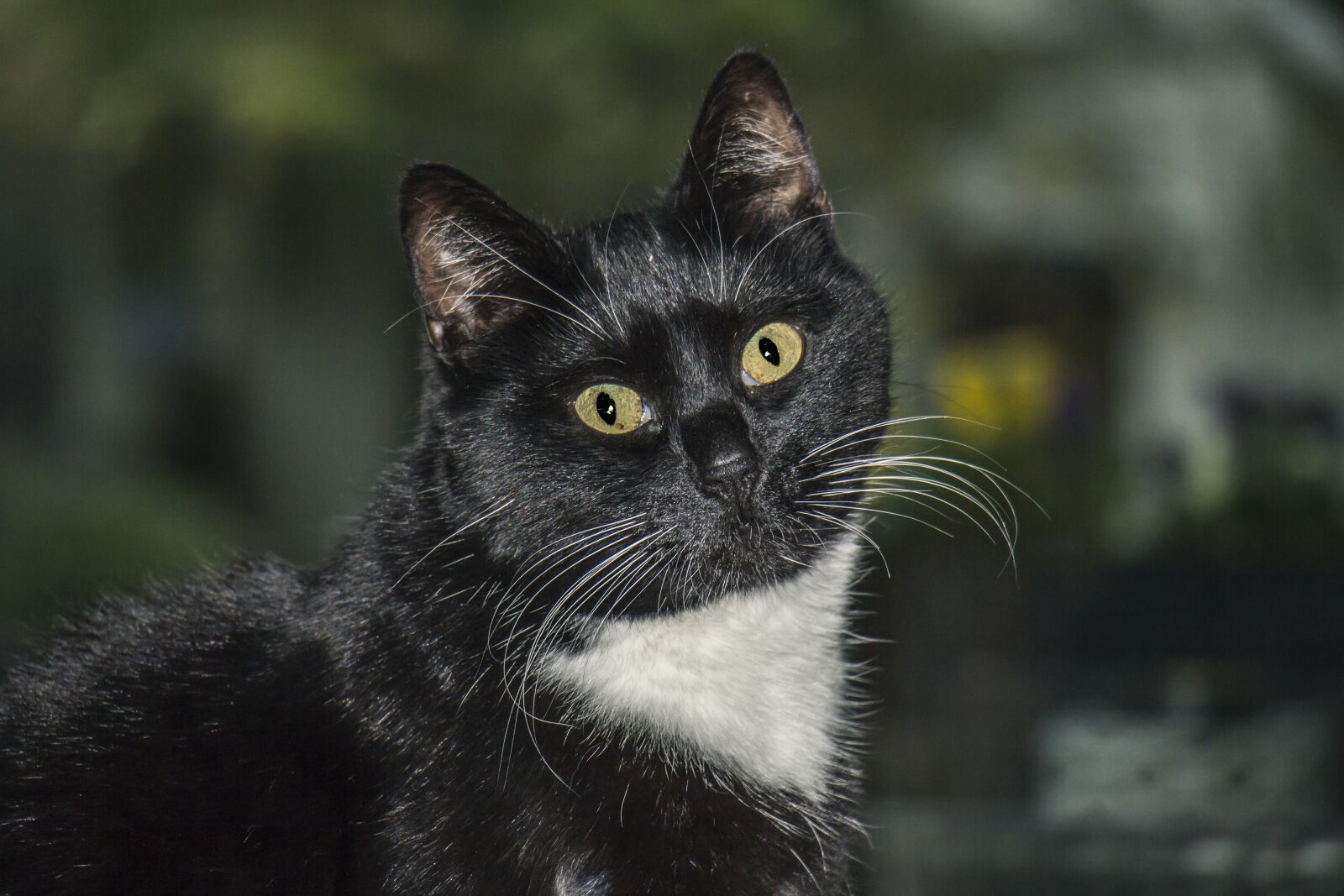 Canon EF-S 18-135mm F3.5-5.6 IS USM sample photo. Cat, feline, cat eyes photography