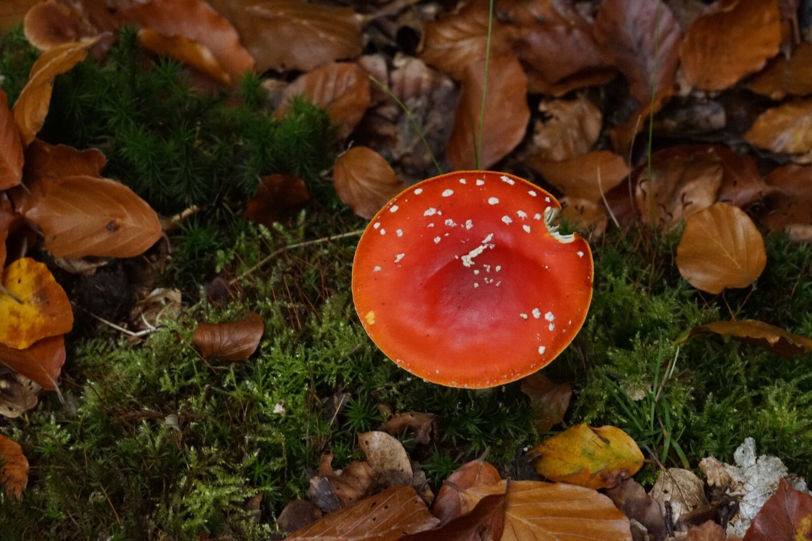 Sony a7 + Sony FE 24-240mm F3.5-6.3 OSS sample photo. Fly agaric, toxic, red photography