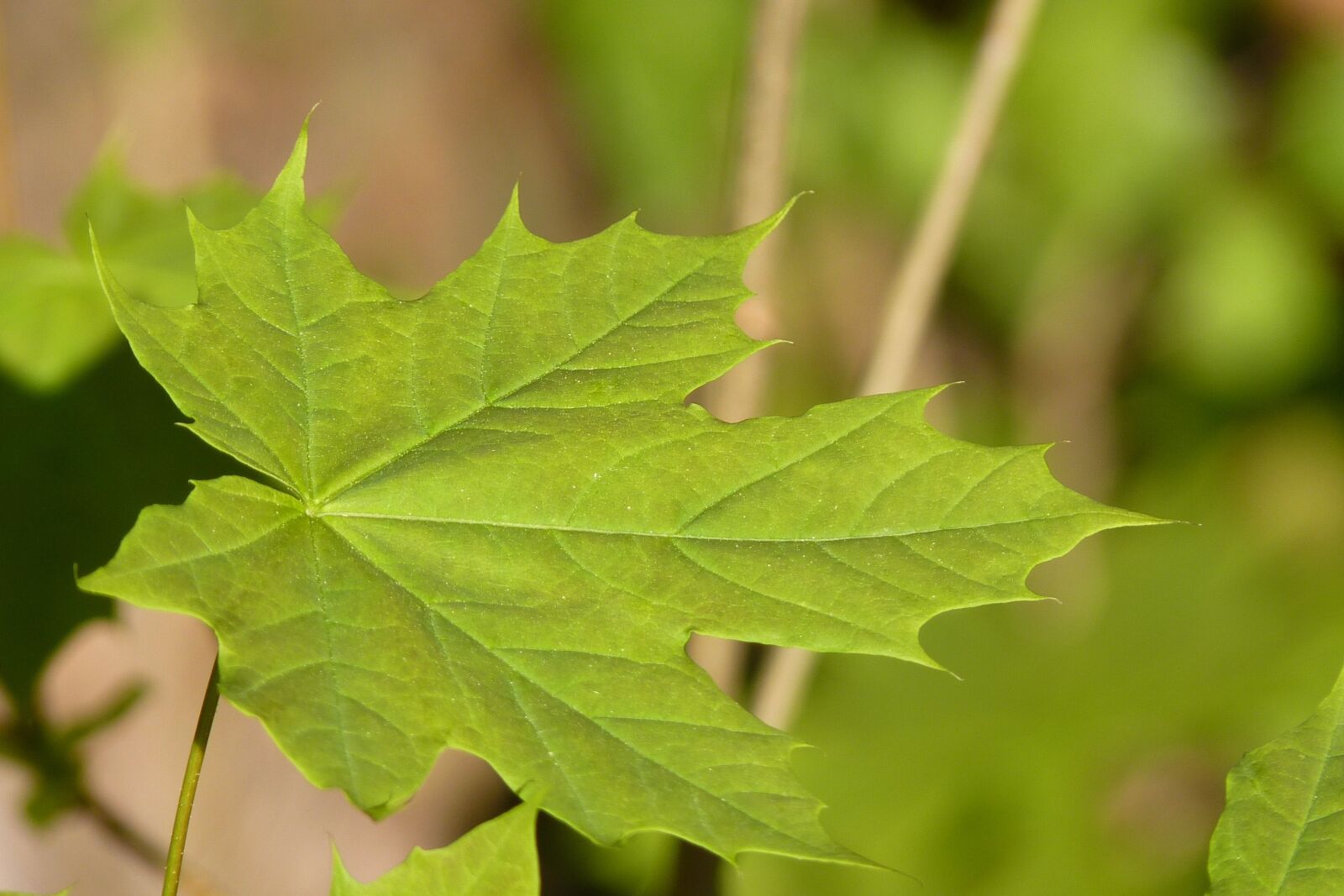 Panasonic Lumix DMC-FZ35 (Lumix DMC-FZ38) sample photo. Maple, leaf, tree photography