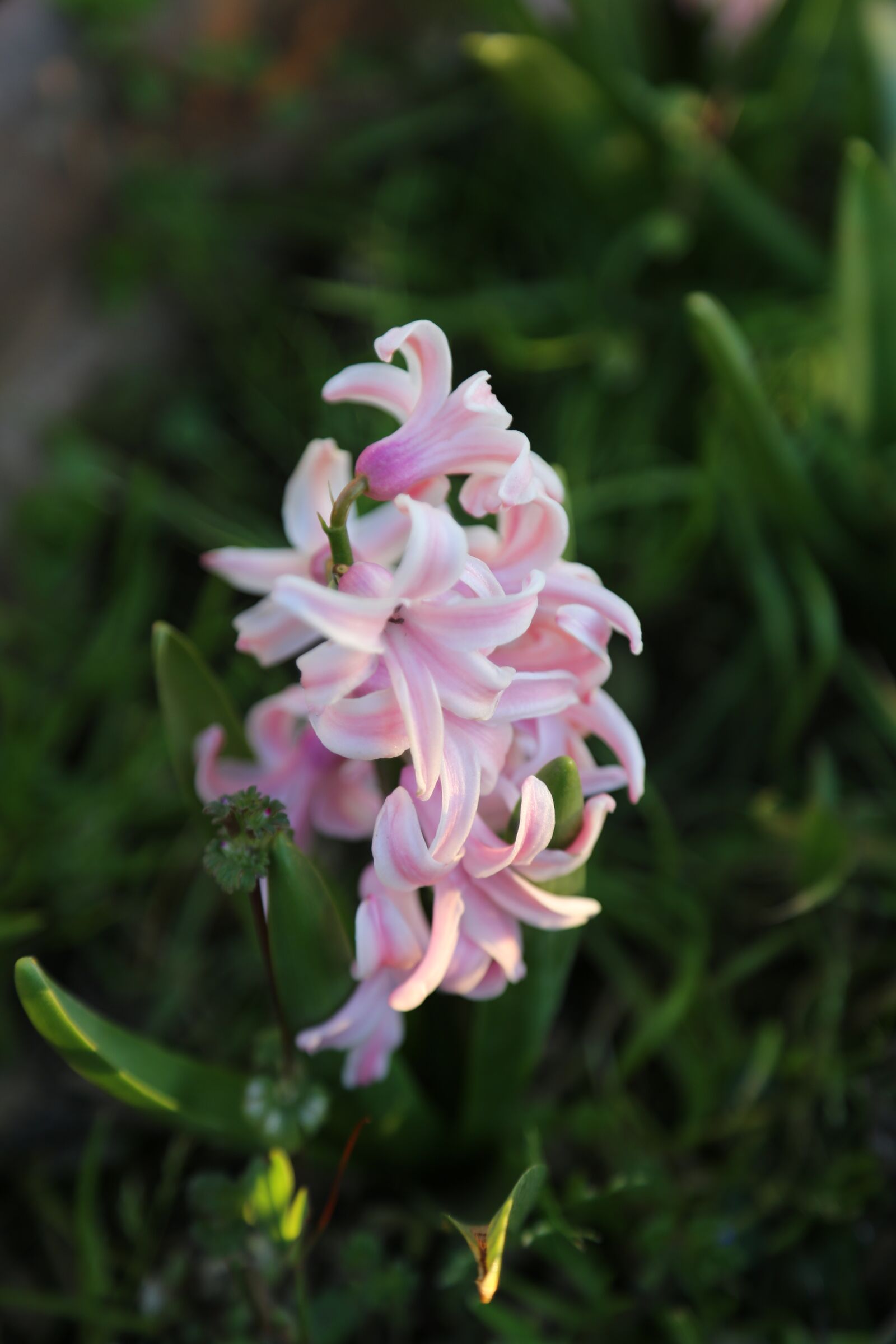Canon EOS 5D Mark III sample photo. Flowers, rosa, spring photography