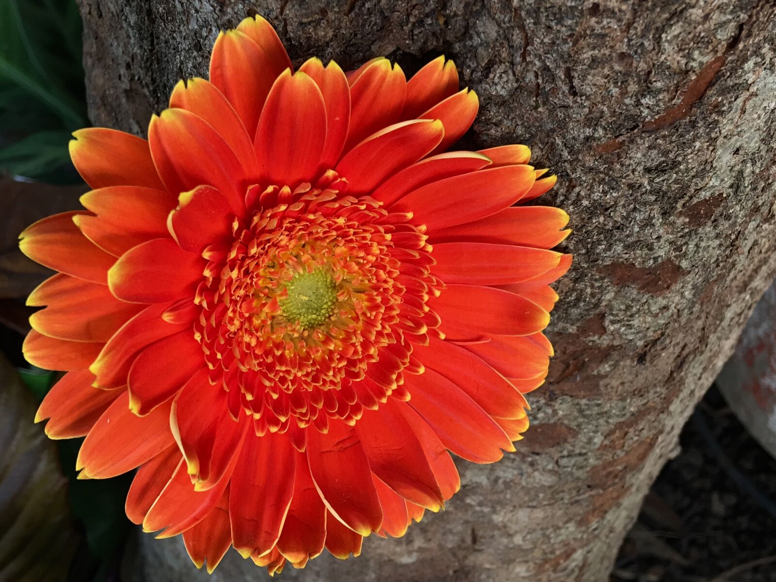 Apple iPhone 6s Plus sample photo. Orange flower, petals orange photography