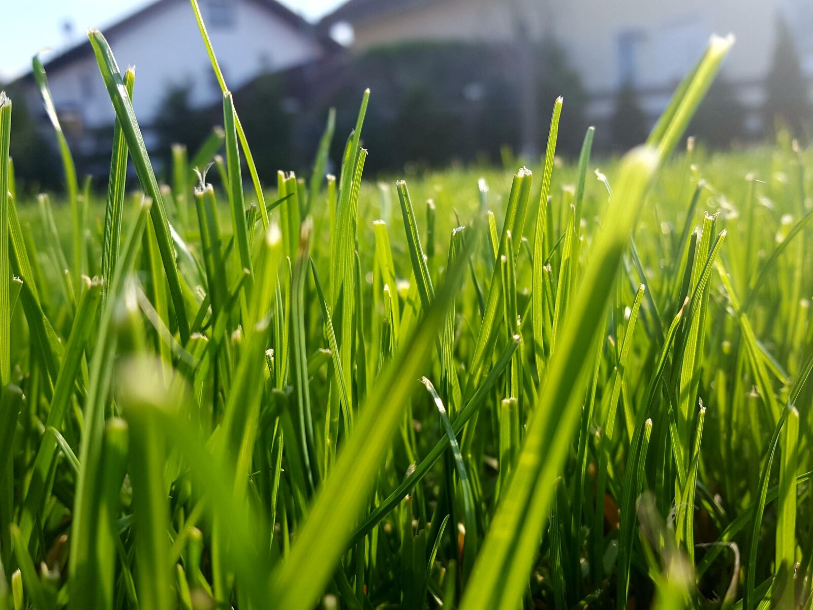 Samsung Galaxy S6 sample photo. Grass, rush, blade of photography