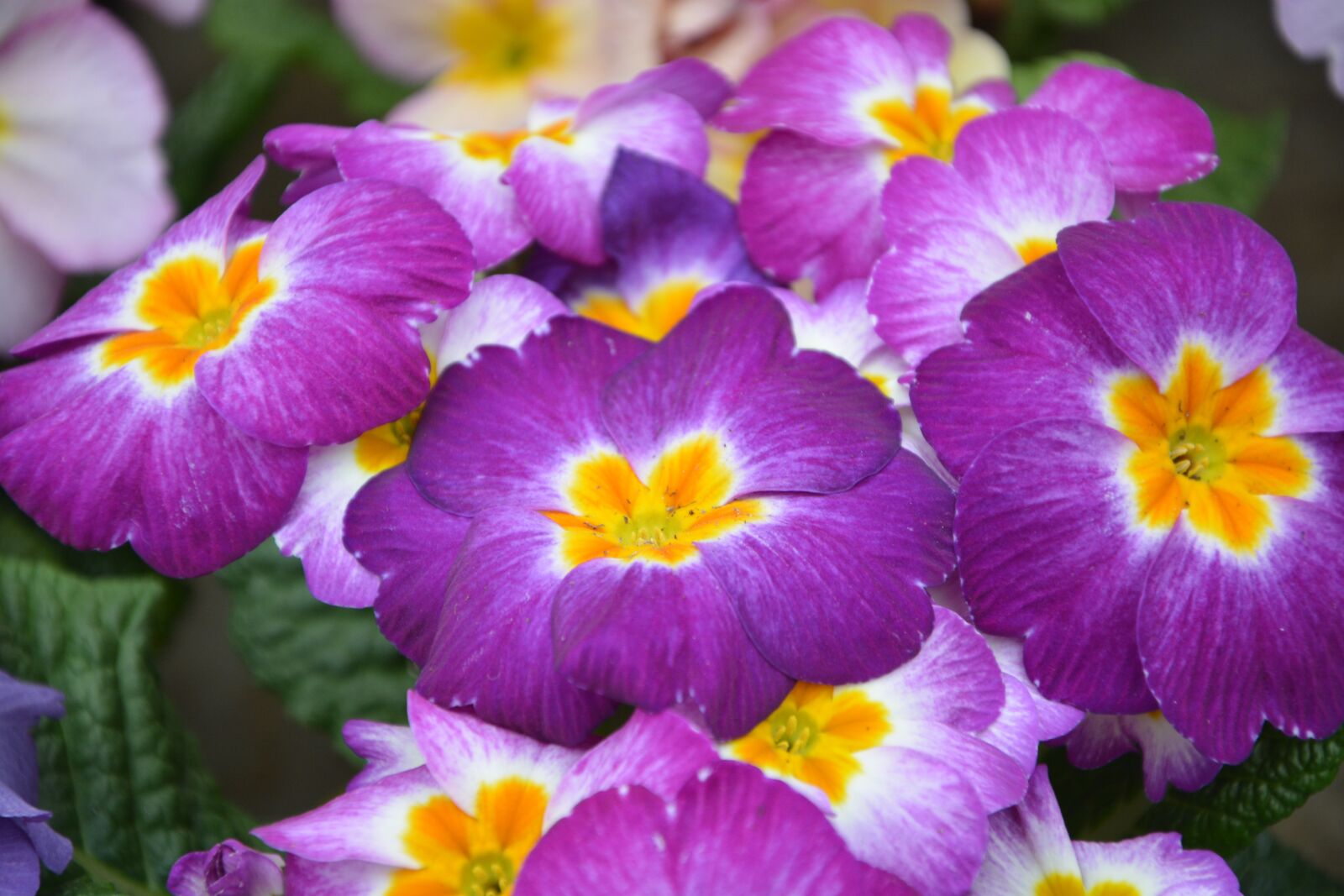 Nikon D5200 sample photo. Flower, primrose color purple photography