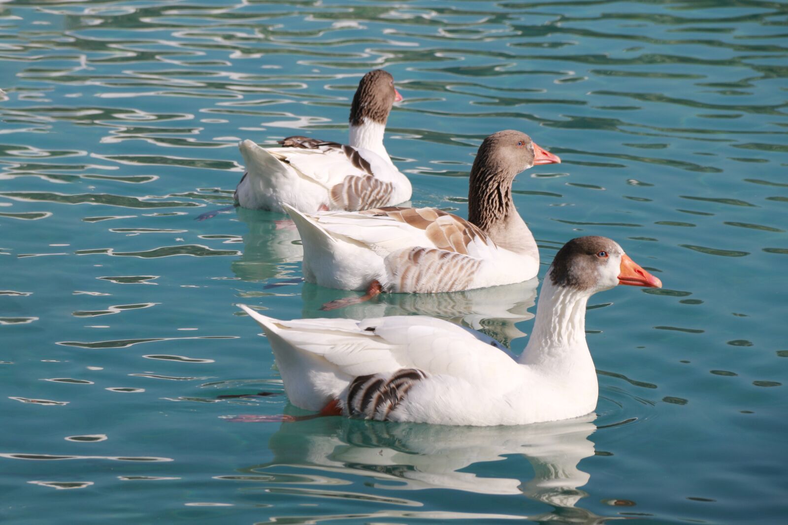 Canon EF-S 18-135mm F3.5-5.6 IS sample photo. Duck, marine, bird photography