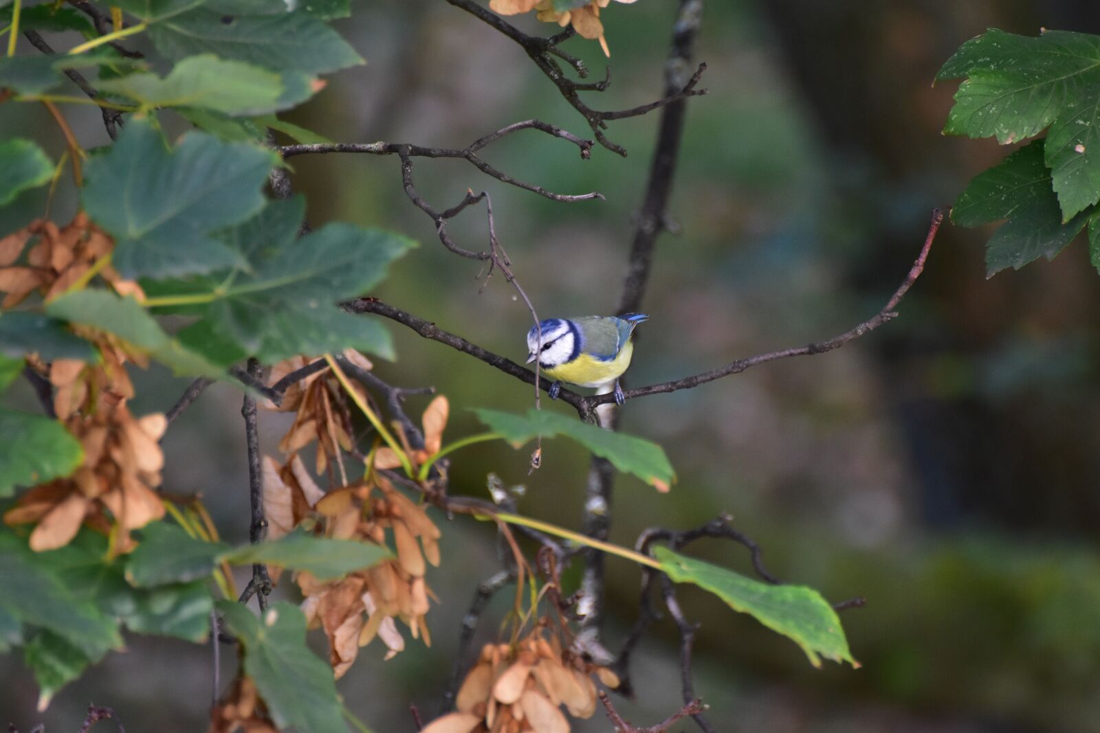 Nikon D5600 sample photo. Blue tit on maple photography