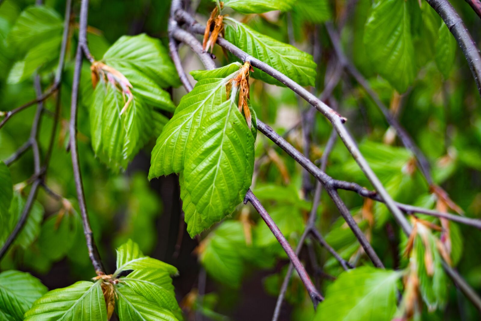 Fujifilm X-T10 sample photo. Hornbeam, carpinus, tree photography