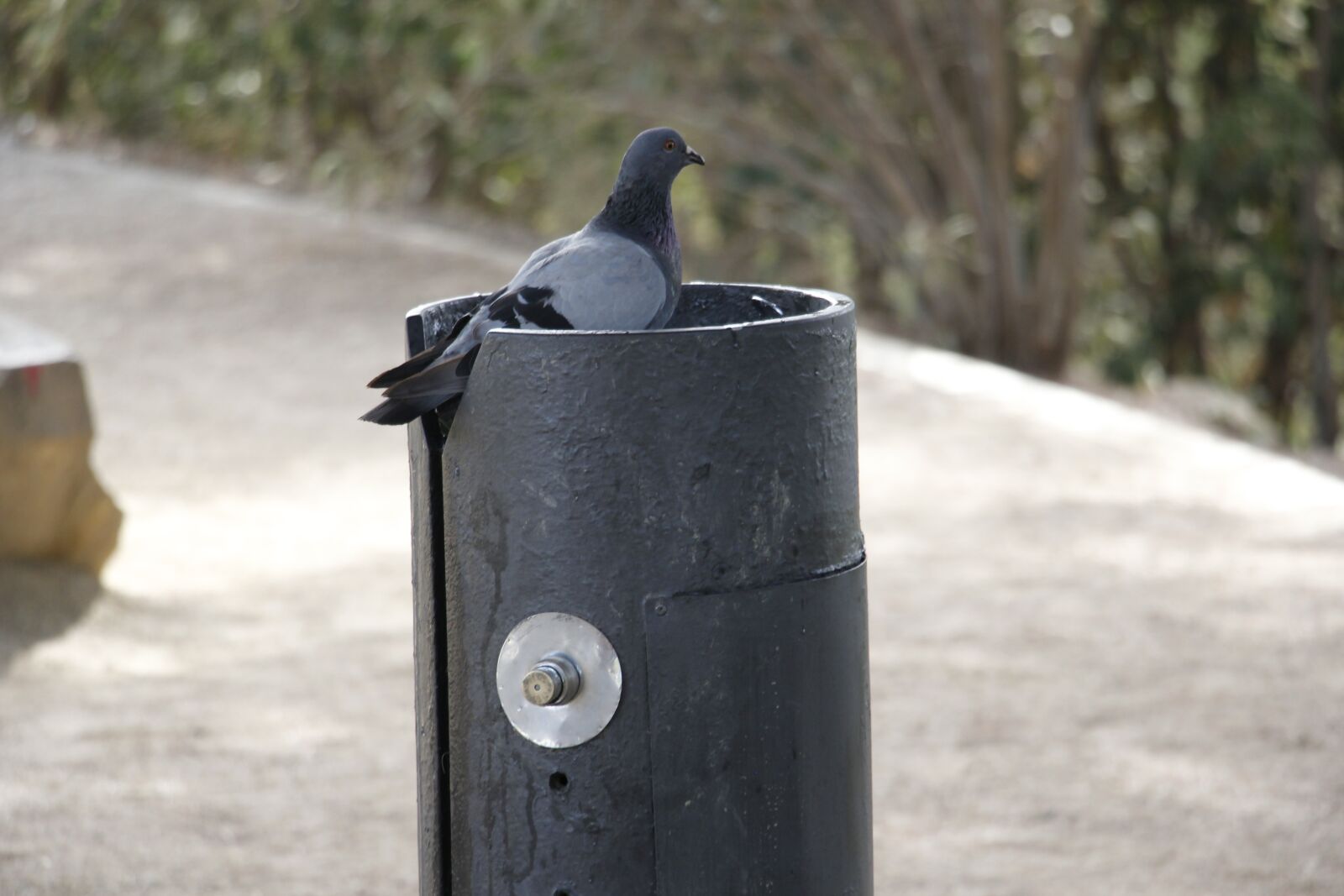 Canon EOS 550D (EOS Rebel T2i / EOS Kiss X4) sample photo. Pigeon, drinking fountain, park photography