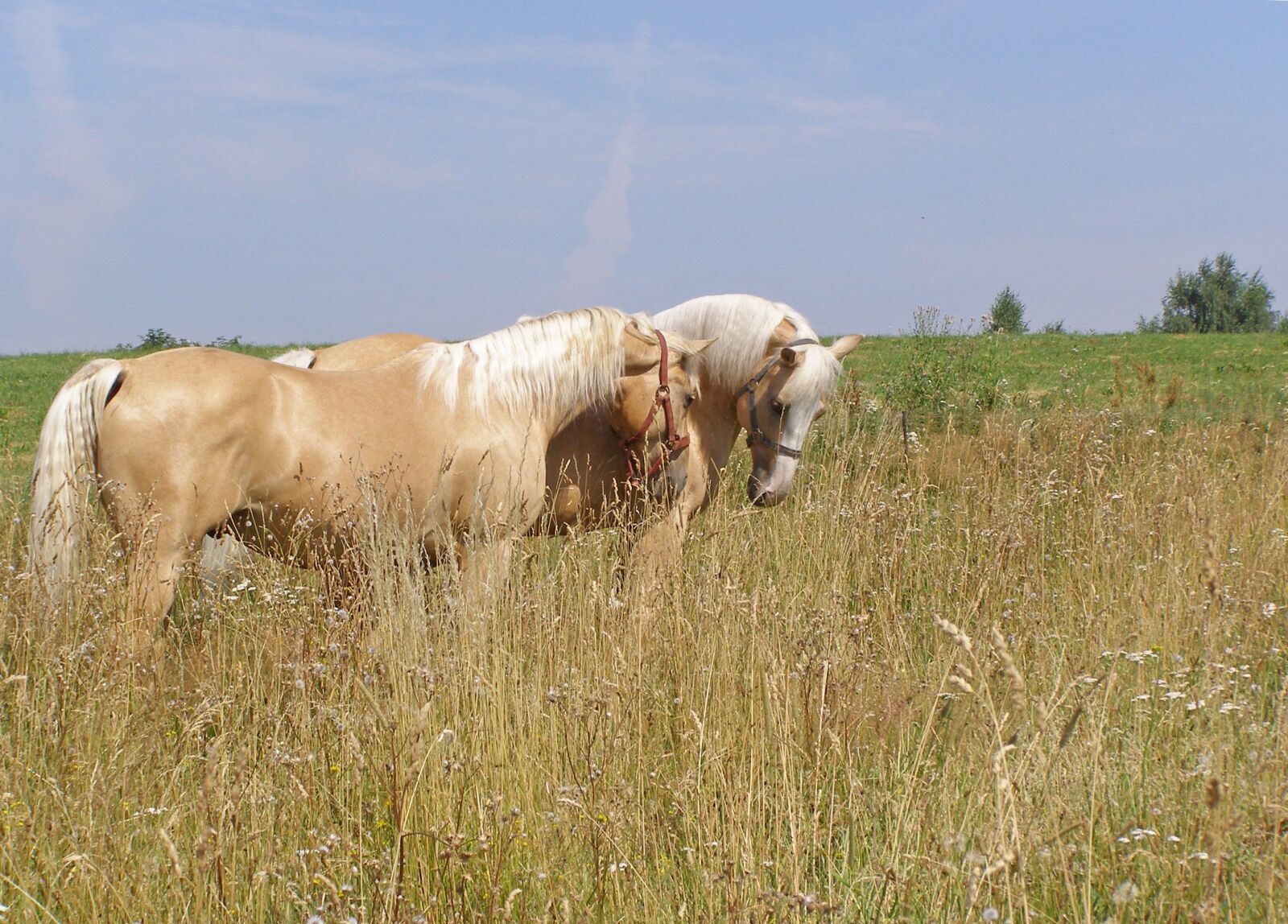 Olympus SP500UZ sample photo. Horses, meadow, summer photography