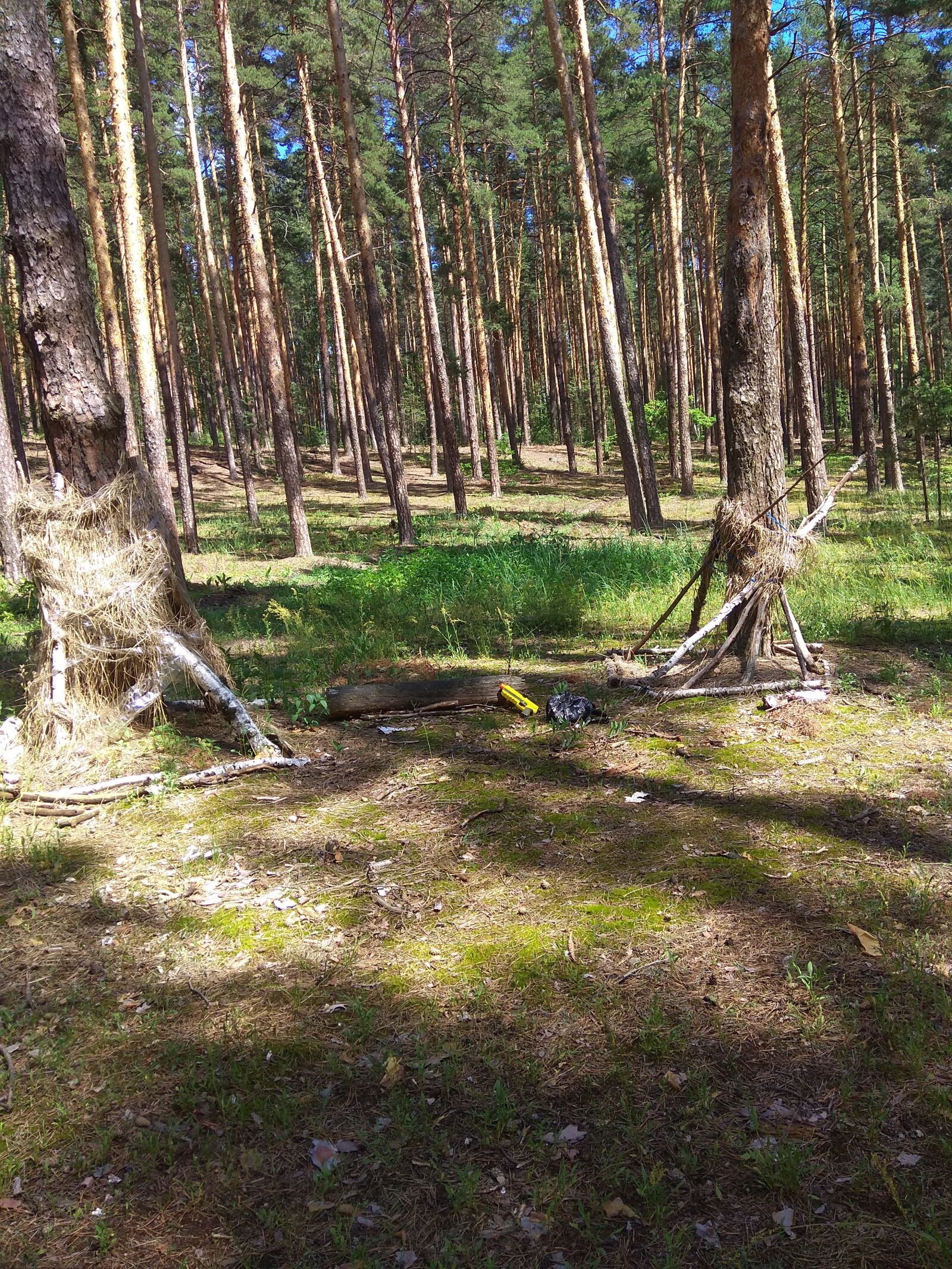 Xiaomi Redmi Note 4 sample photo. Forest, large, trees photography