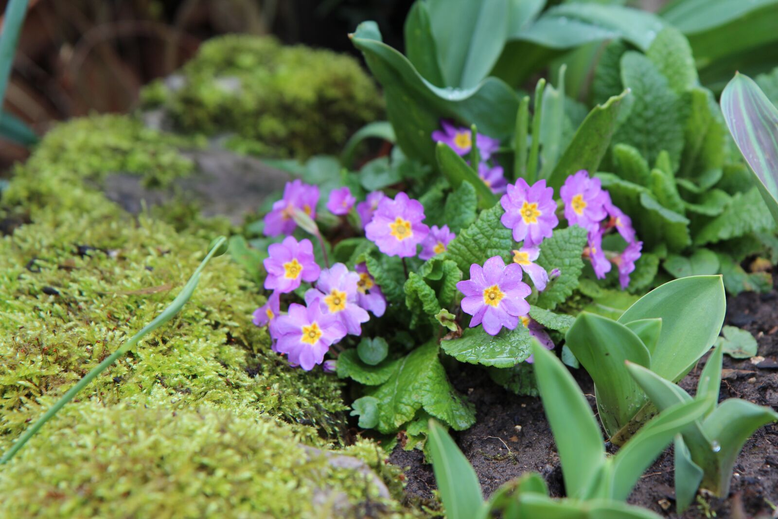 Canon EOS 600D (Rebel EOS T3i / EOS Kiss X5) sample photo. Primrose, flowering, foam photography