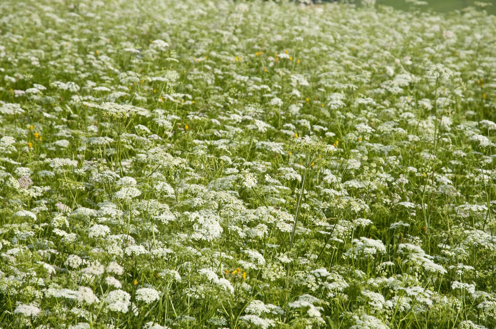 Nikon D300 sample photo. Flowers, meadow, nature photography