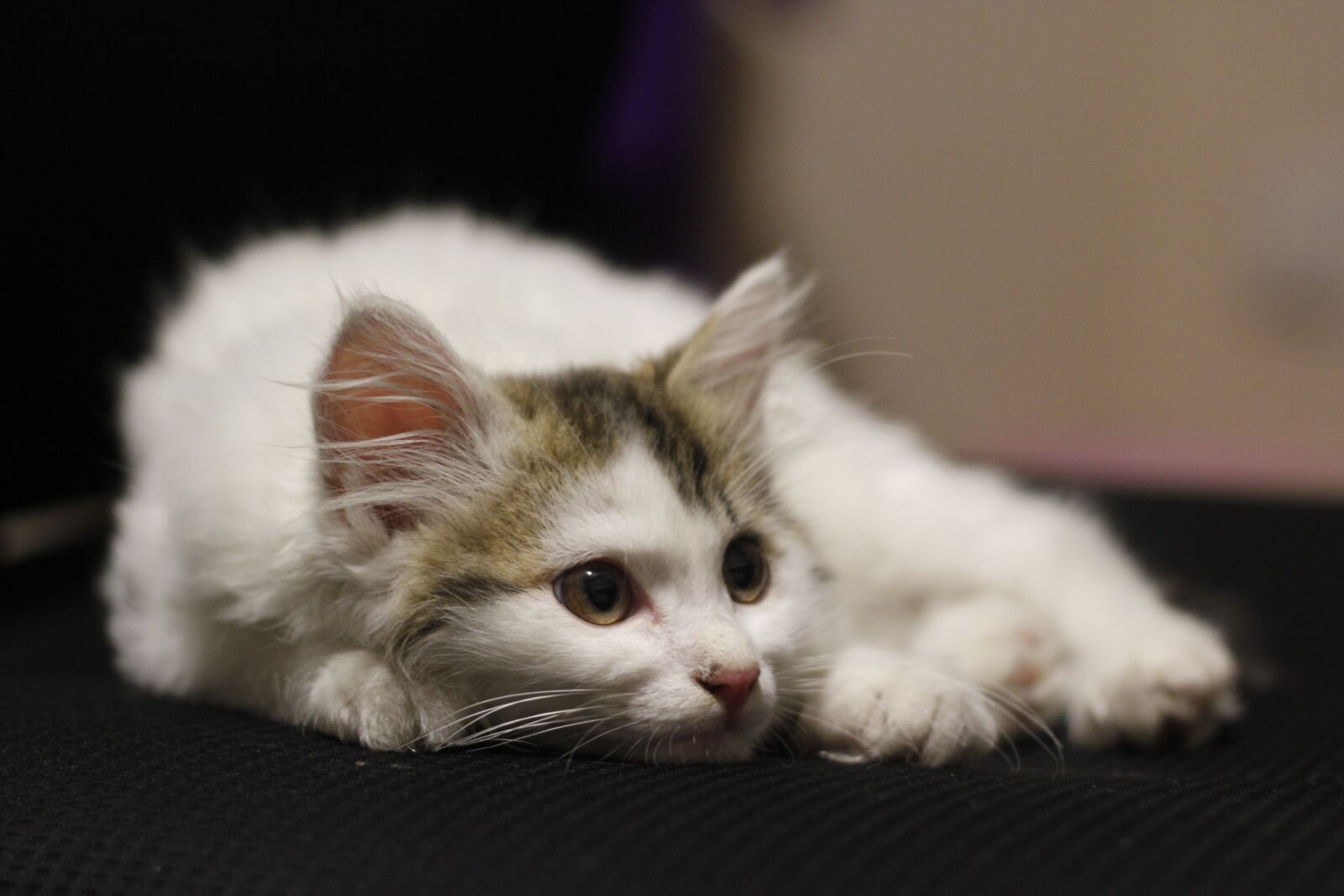 Canon EOS 550D (EOS Rebel T2i / EOS Kiss X4) sample photo. Kitty, animal, cat photography