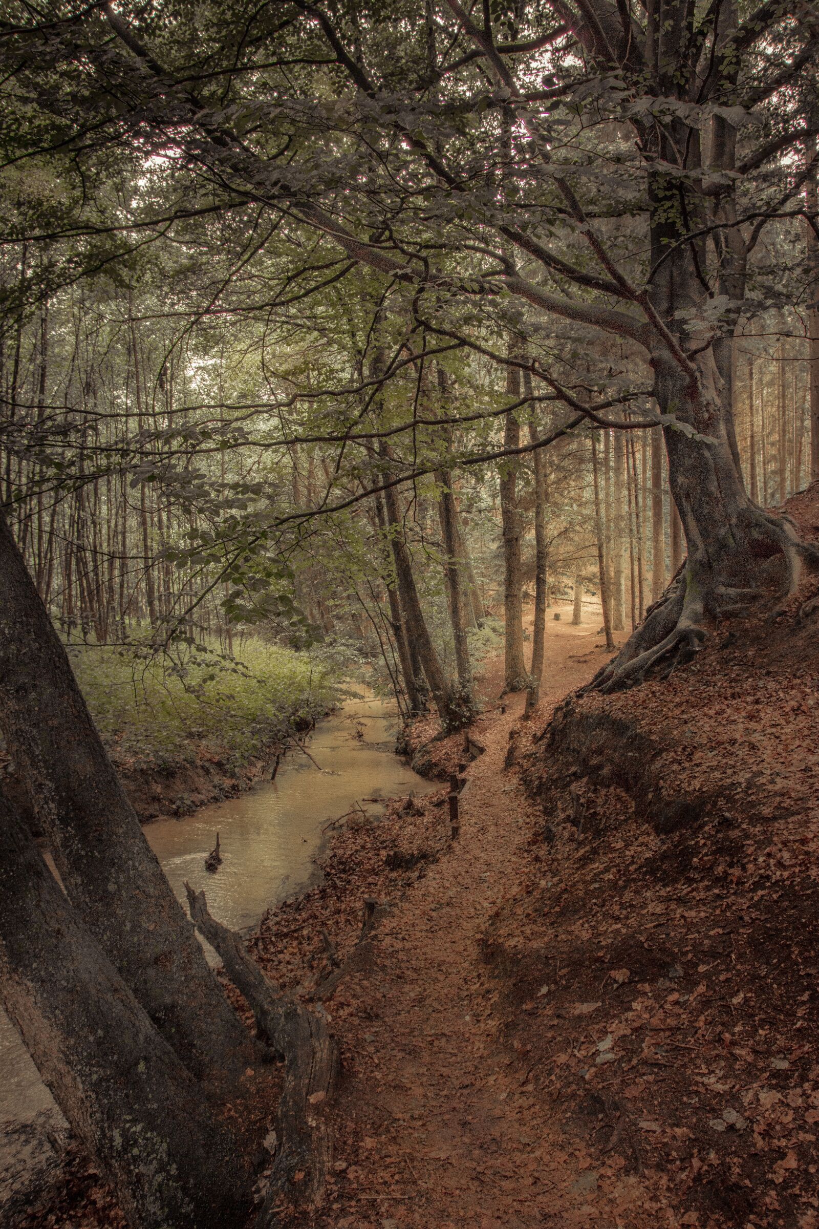 Sony SLT-A77 sample photo. Forest, trees, nature photography