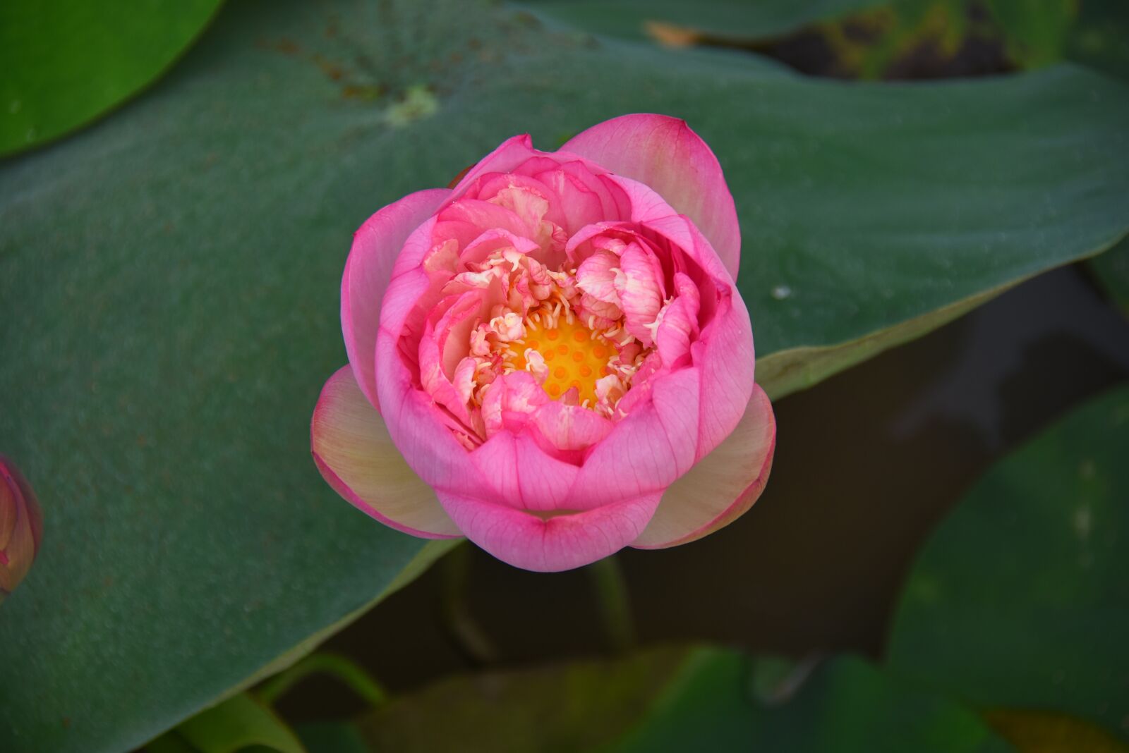 Nikon D7200 sample photo. Lotus flowers, throat, red photography
