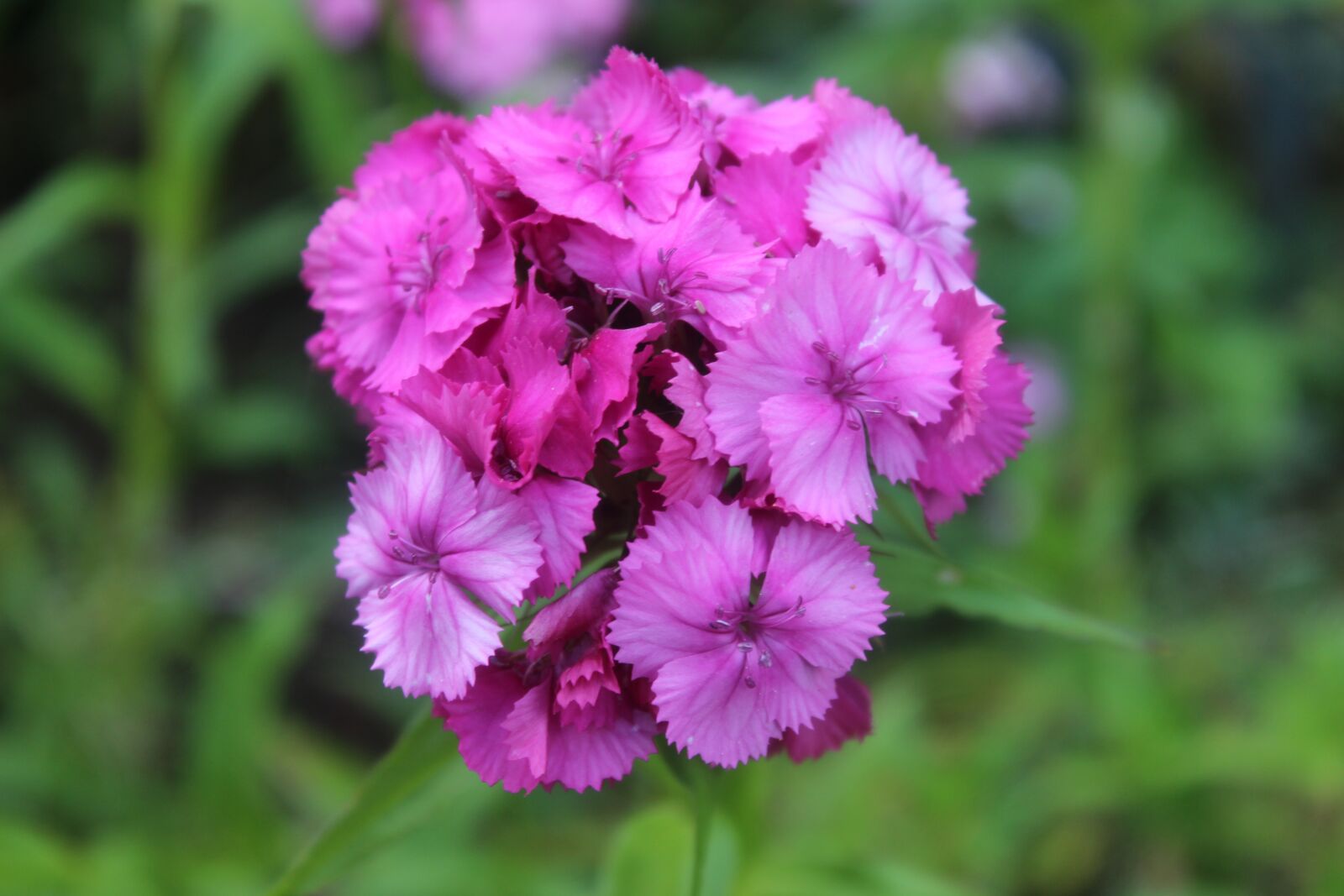 Canon EOS 1300D (EOS Rebel T6 / EOS Kiss X80) sample photo. Sweet william, carnation, purple photography