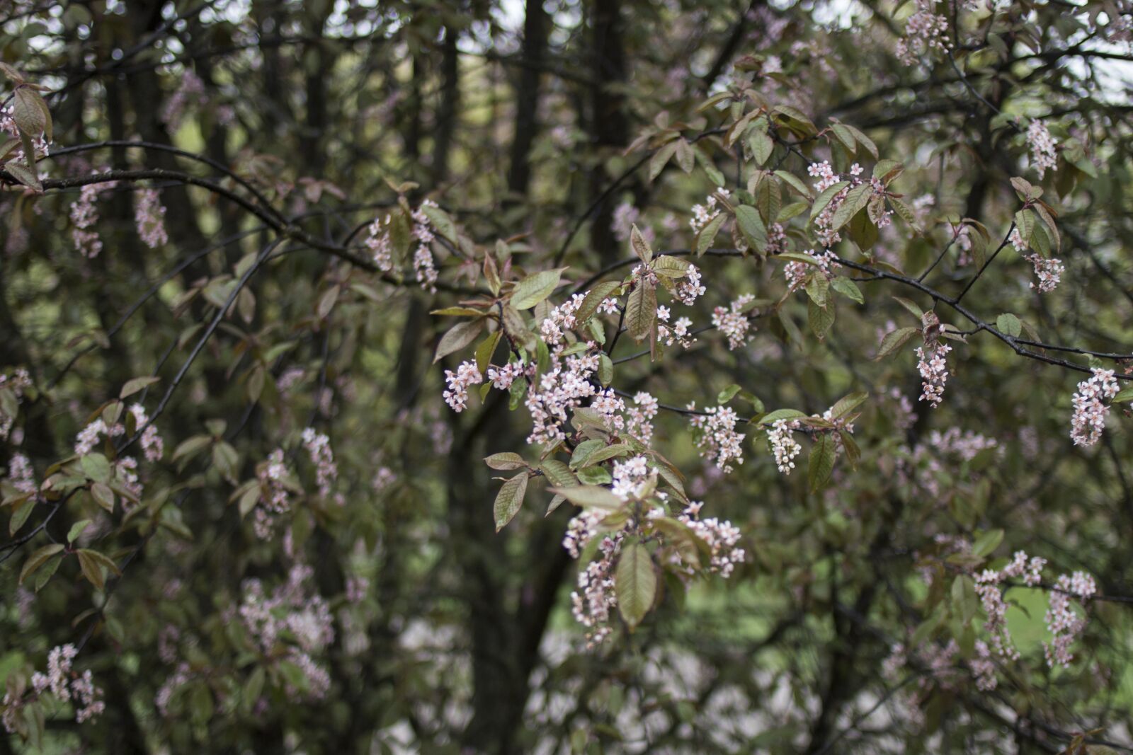 Canon EOS 70D + Canon EF 35mm F2 sample photo. Flower, spring, nature photography