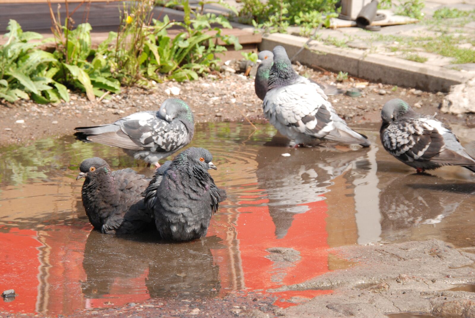 Nikon D80 sample photo. Pigeon, bird, bath photography