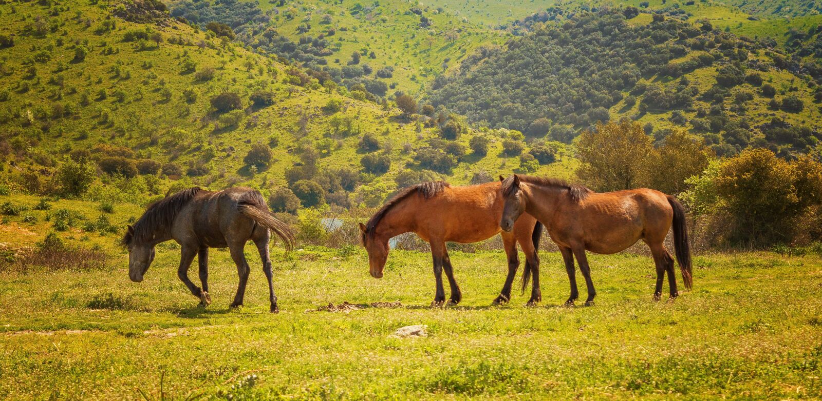 Nikon D3200 sample photo. Horses, animals, nature photography