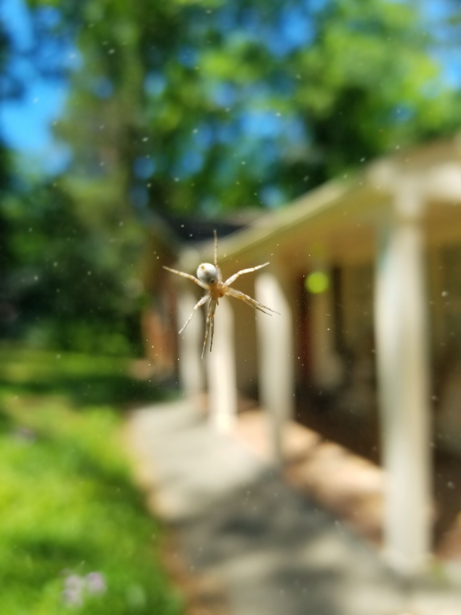 Samsung Galaxy S8 sample photo. Spider, nature, web photography