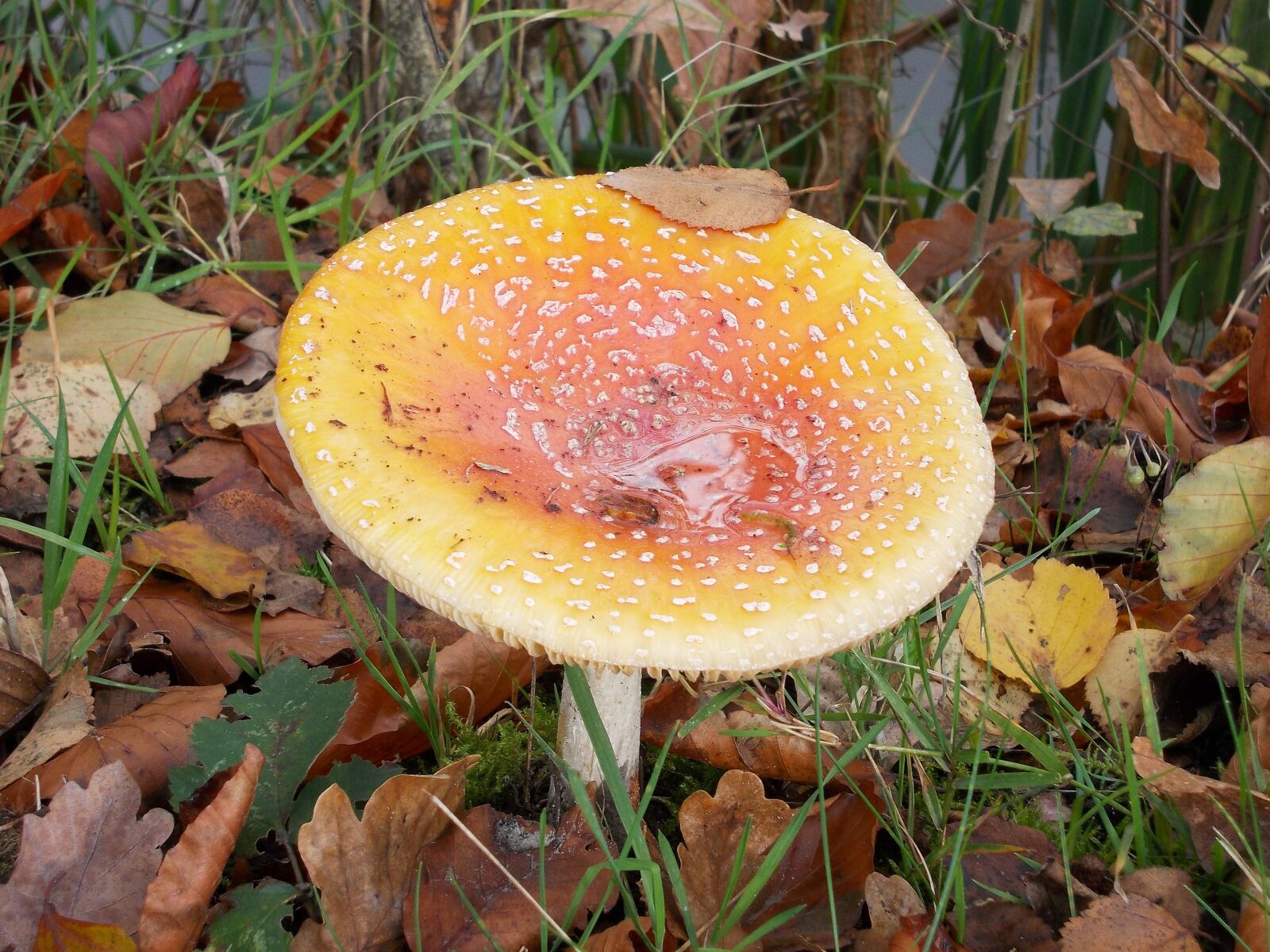 Nikon COOLPIX L25 sample photo. Mushroom, autumn, autumn leaves photography