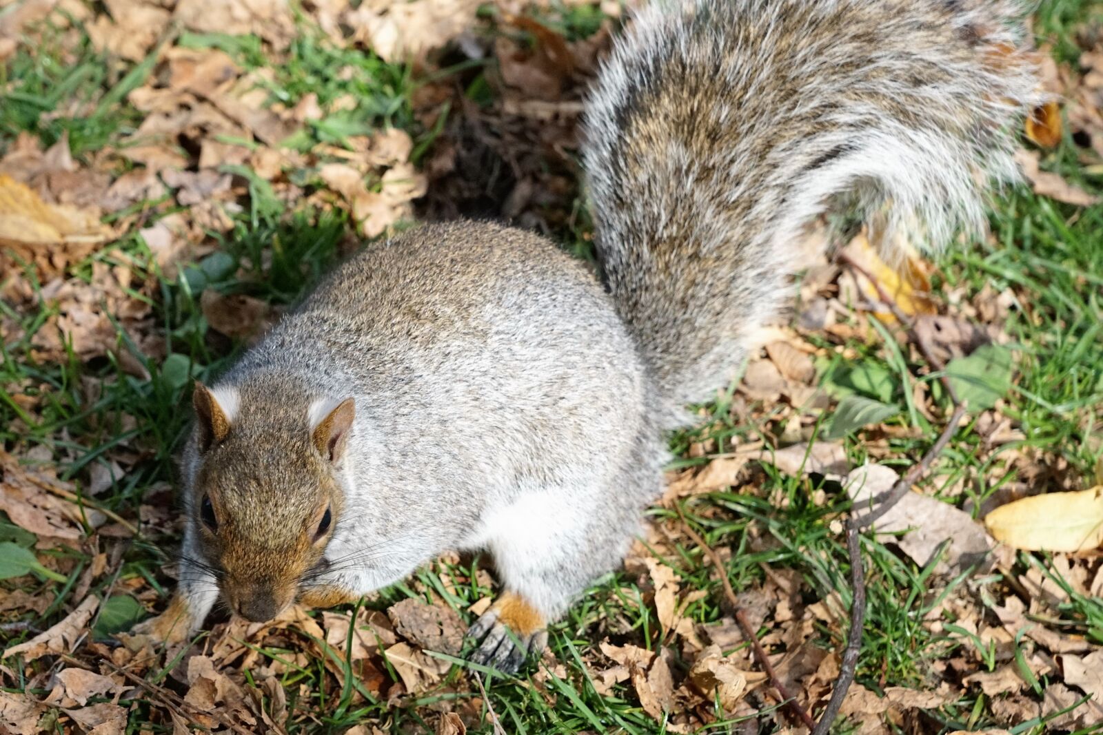 Sony ILCA-77M2 + Sony DT 16-50mm F2.8 SSM sample photo. Squirrel, animal, park photography