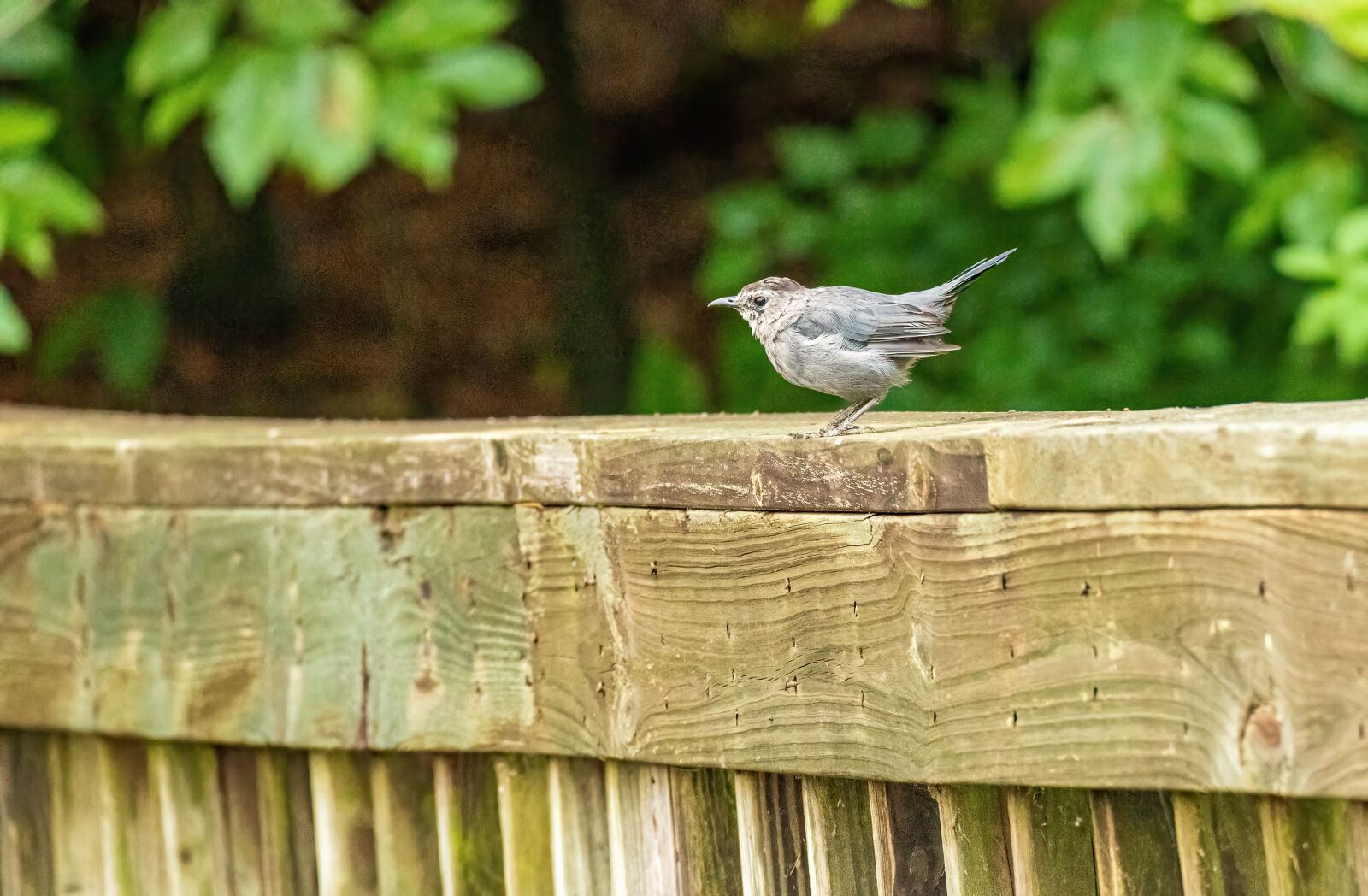 Sony E 70-350mm F4.5-6.3 G OSS sample photo. Gray catbird, catbird, perched photography