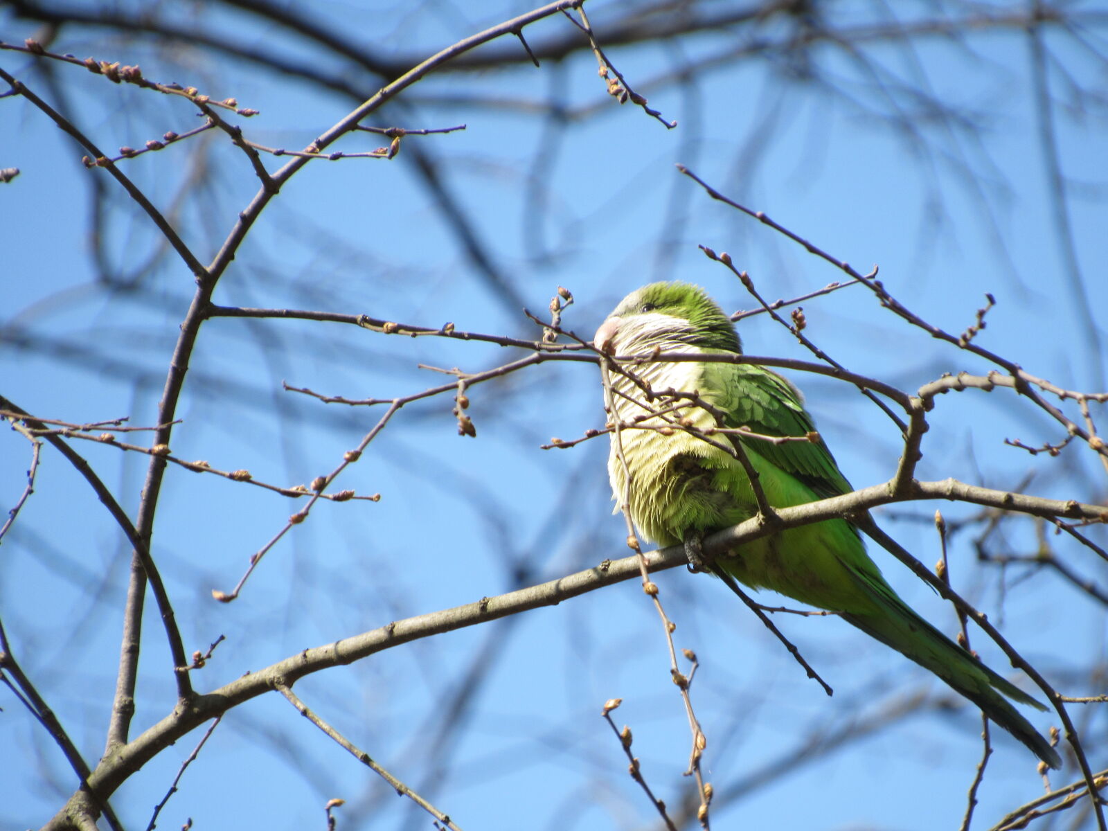 Canon PowerShot SX530 HS sample photo