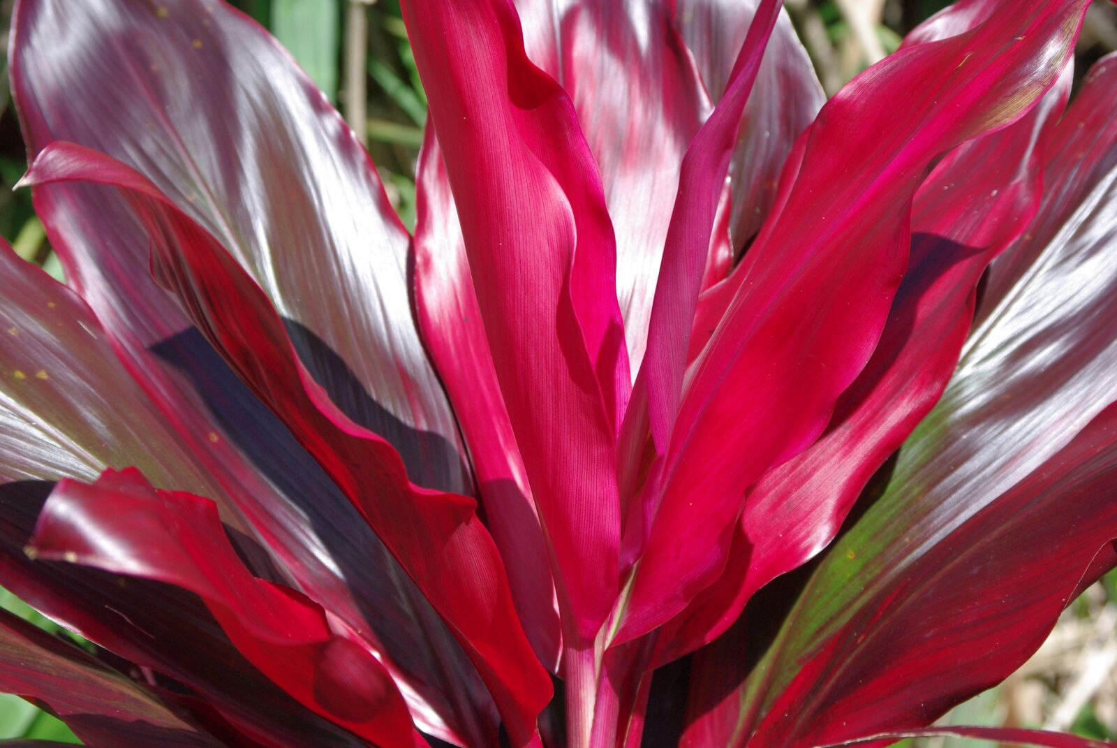 Pentax K-m (K2000) sample photo. Hawaii, flower, tropical photography