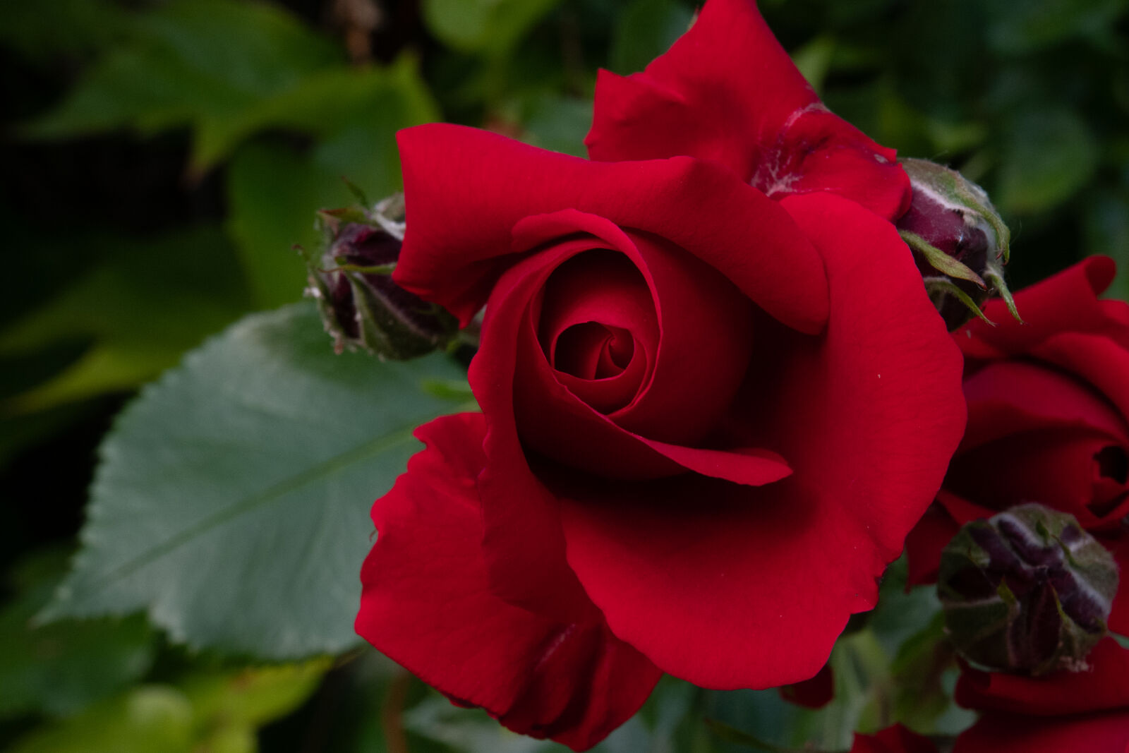 Sony Cyber-shot DSC-RX10 IV sample photo
