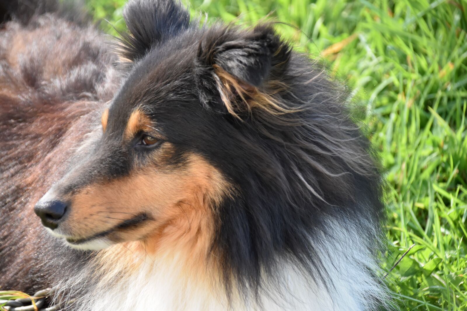 Nikon D5600 sample photo. Dog, dog shetland sheepdog photography