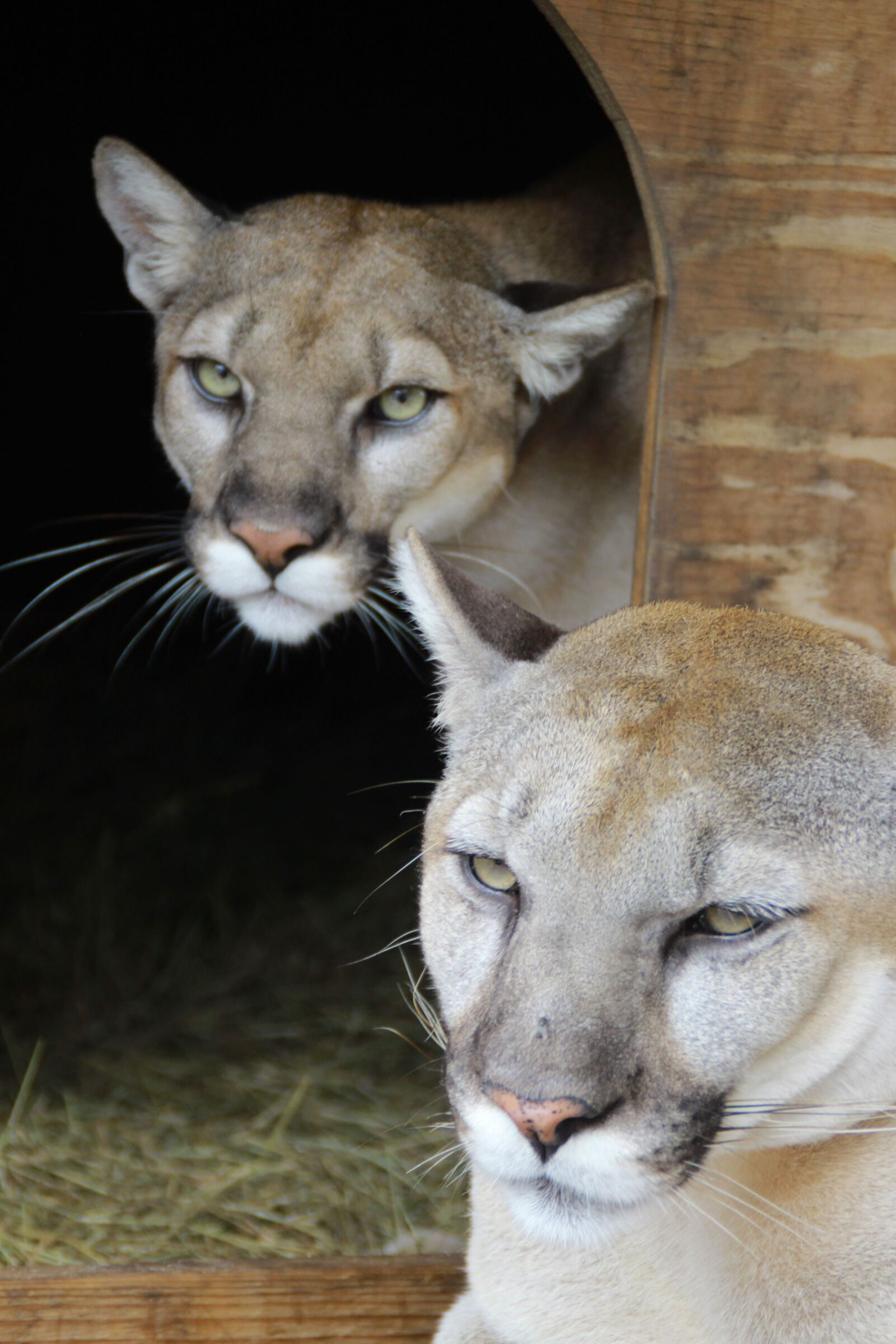 Canon EOS 700D (EOS Rebel T5i / EOS Kiss X7i) sample photo. Cougar, cougars, cats photography