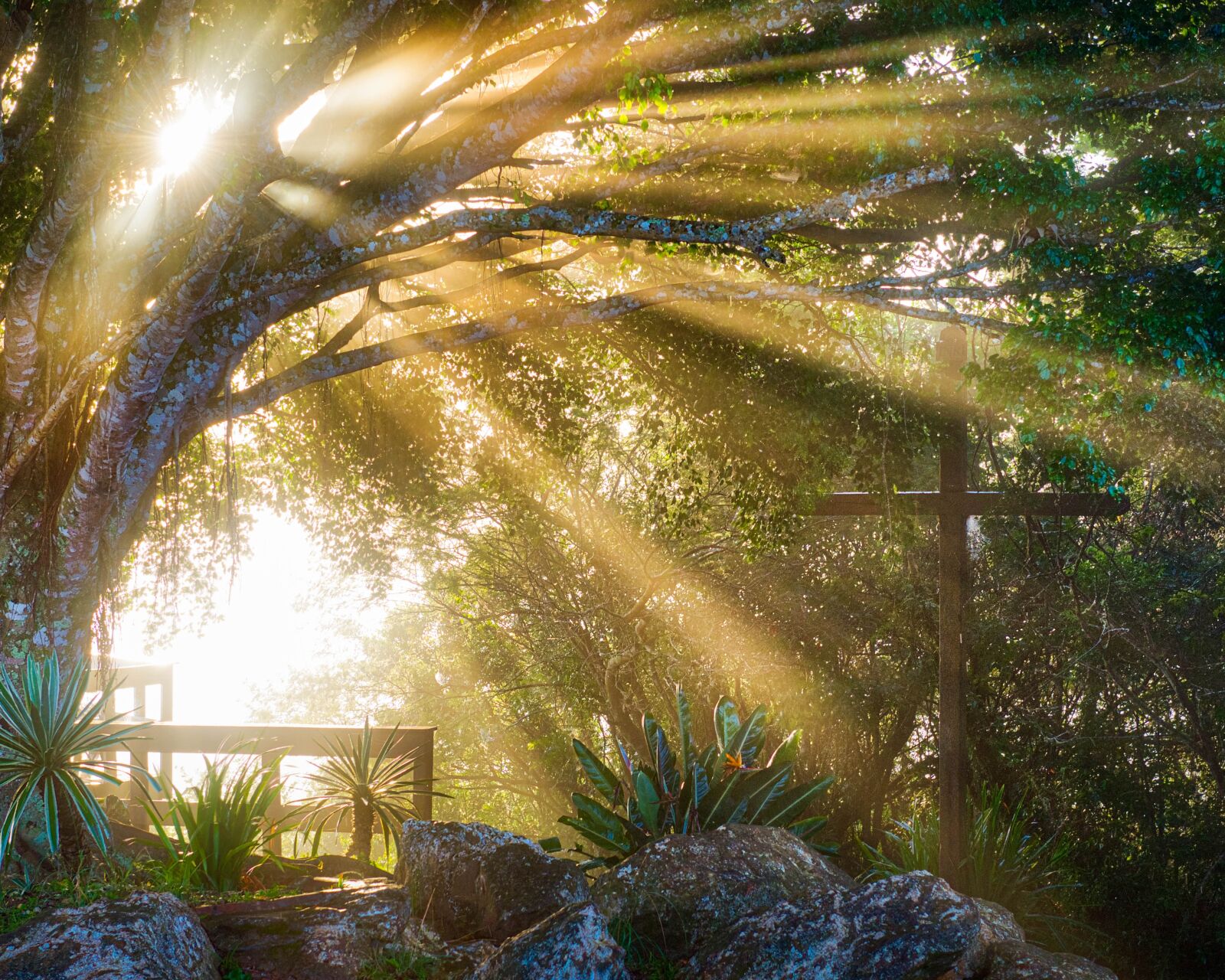 Nikon D610 sample photo. Sunlight, tree, forest photography