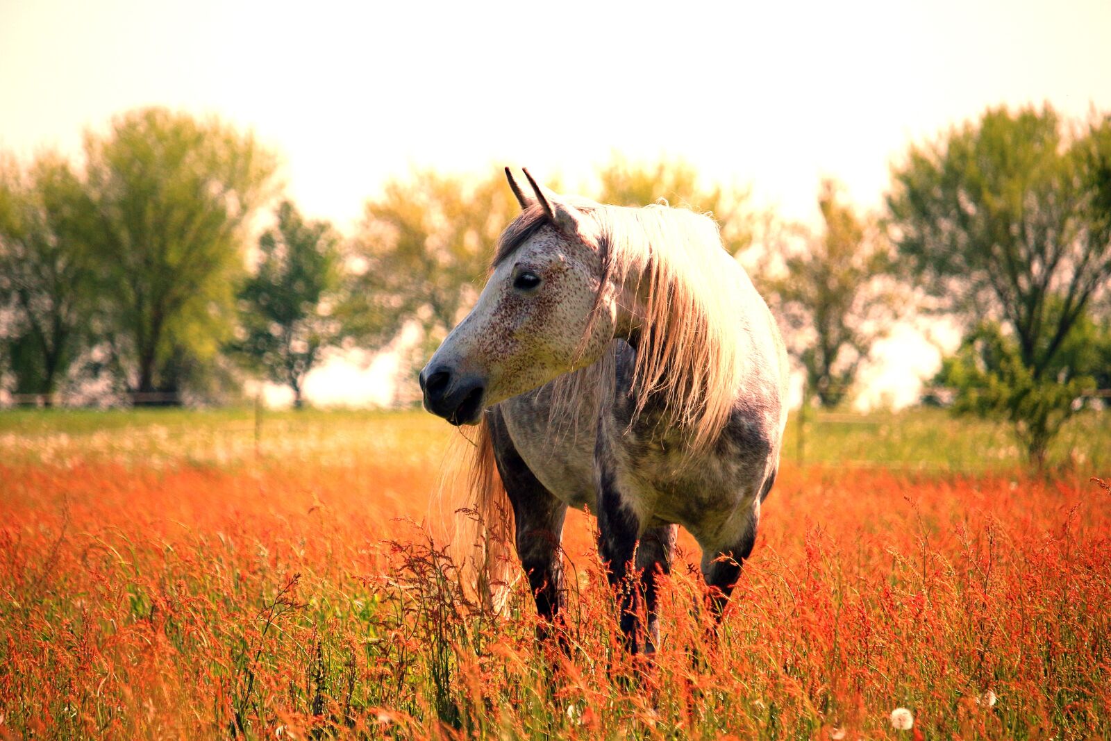 Canon EOS 100D (EOS Rebel SL1 / EOS Kiss X7) sample photo. Horse, mold, thoroughbred arabian photography