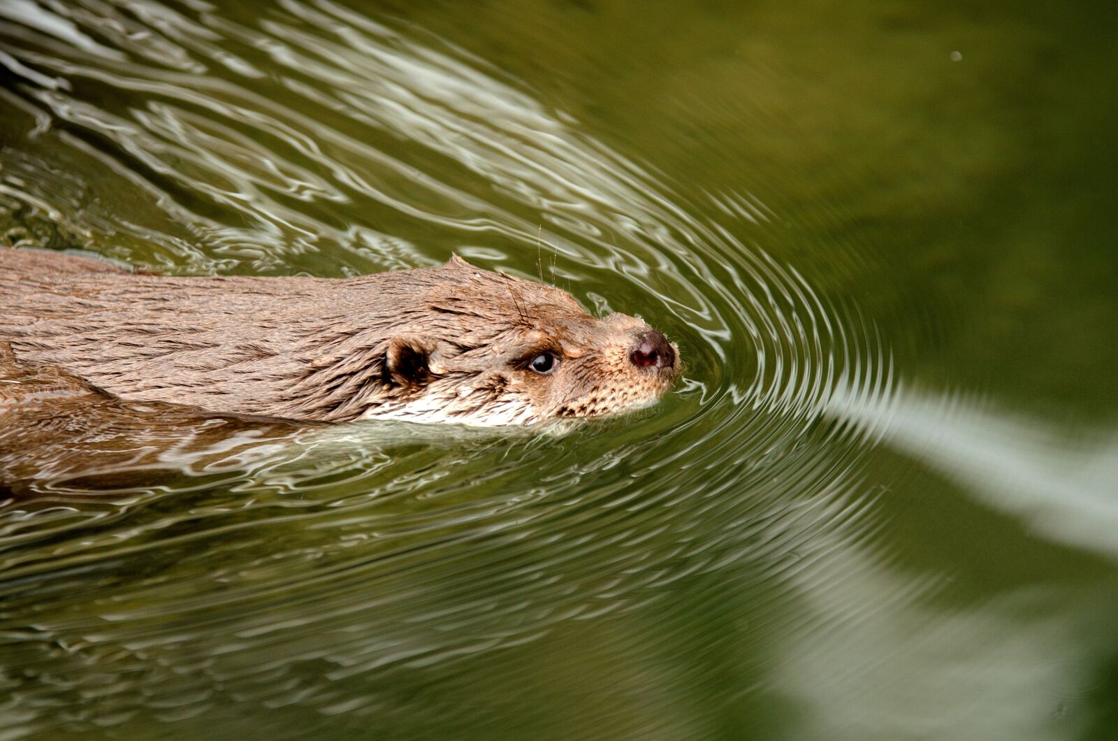 Nikon D5100 sample photo. Otter, water, swim photography