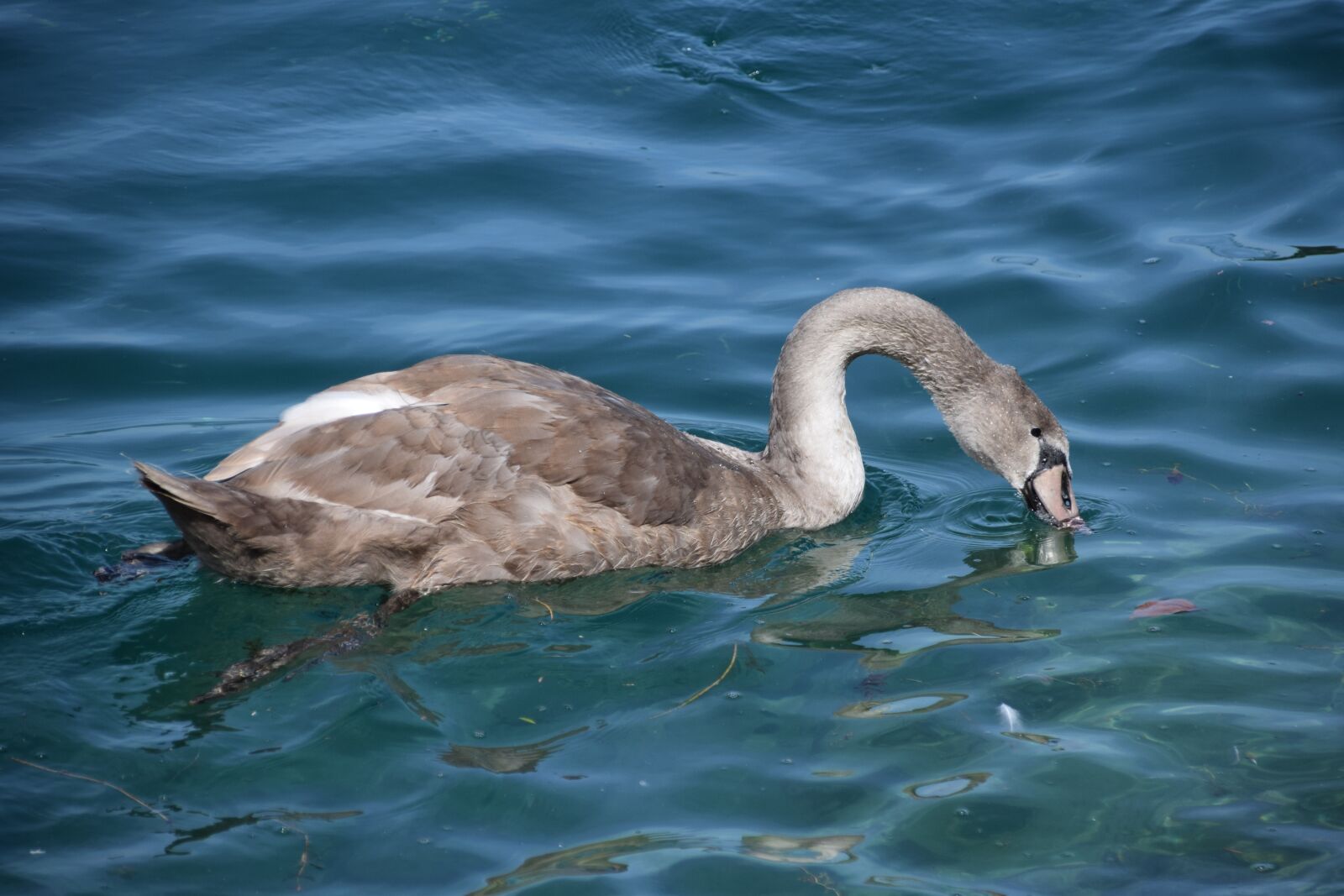 Nikon D5300 sample photo. Birds, haute savoie, swan photography