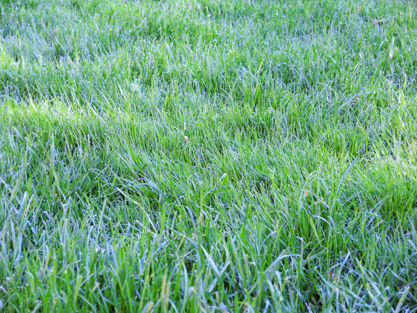 Nikon Coolpix P7700 sample photo. Nature, rush, grass photography