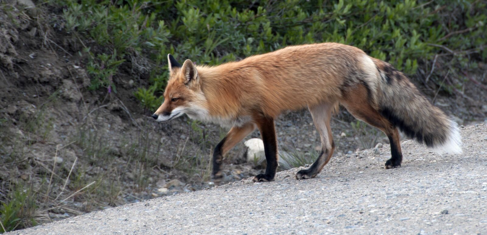 Nikon D90 sample photo. Red fox, wildlife, nature photography