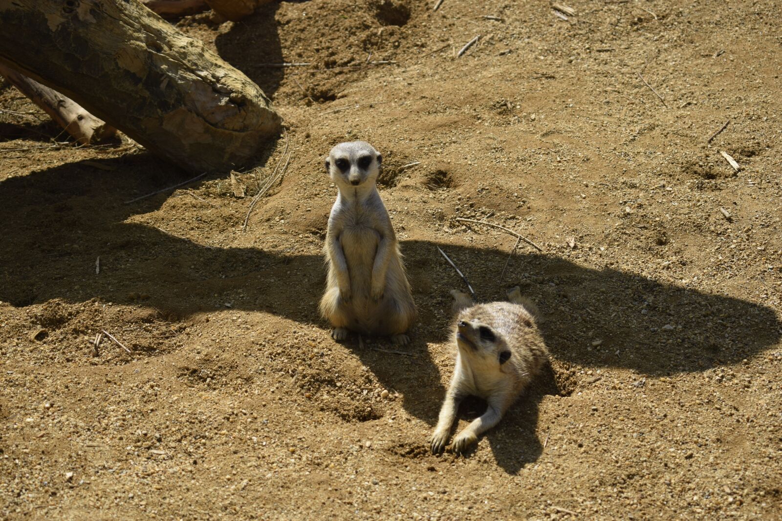 Nikon D3300 sample photo. Animals, lemur, exotic animal photography