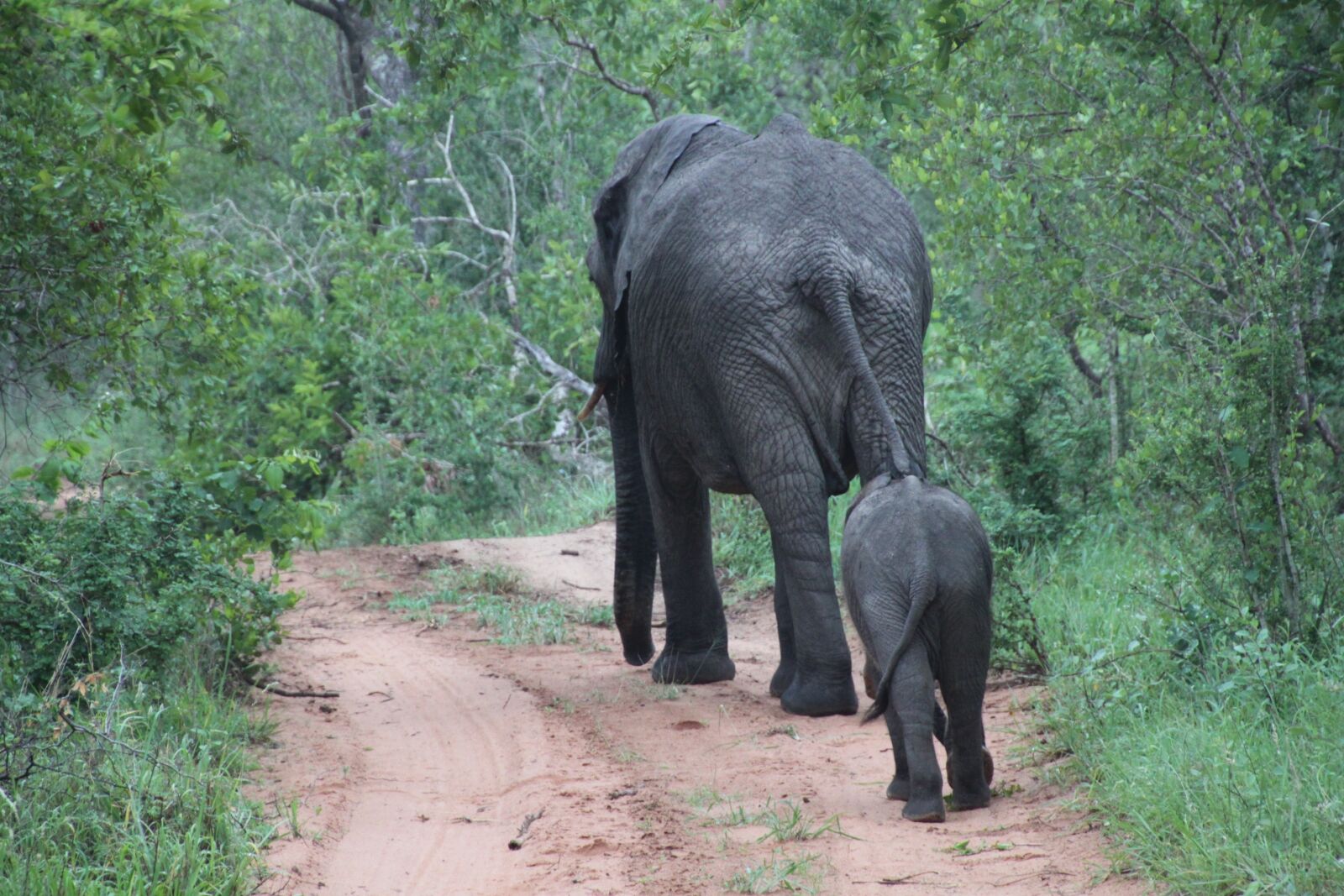 Canon EOS 500D (EOS Rebel T1i / EOS Kiss X3) sample photo. South africa, animals, nature photography