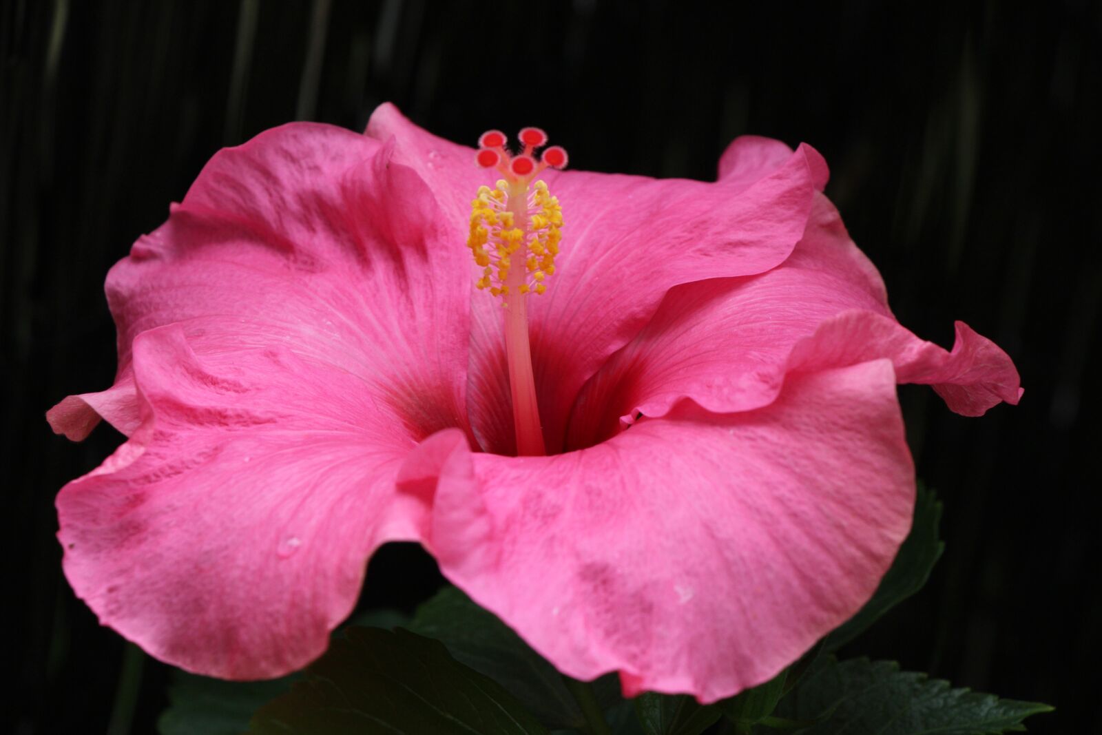 Canon EOS 650D (EOS Rebel T4i / EOS Kiss X6i) sample photo. Hibiscus, blossom, bloom photography