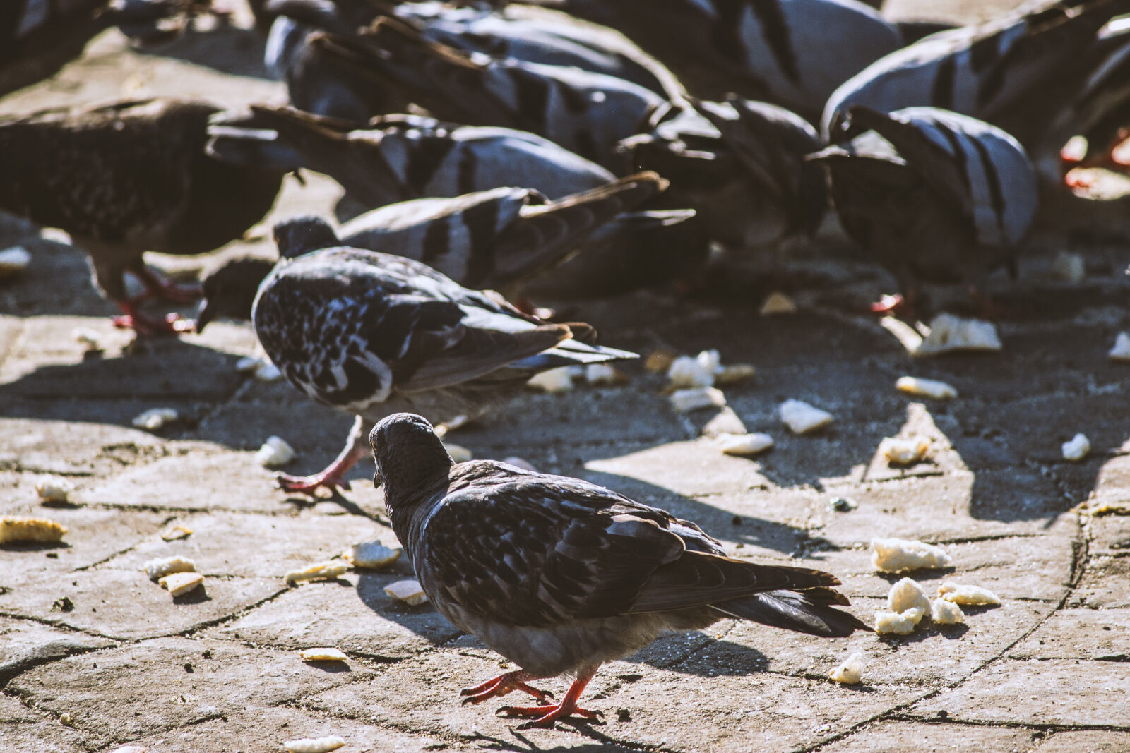 Canon EOS 600D (Rebel EOS T3i / EOS Kiss X5) sample photo. Awesome, birds, bread, doves photography