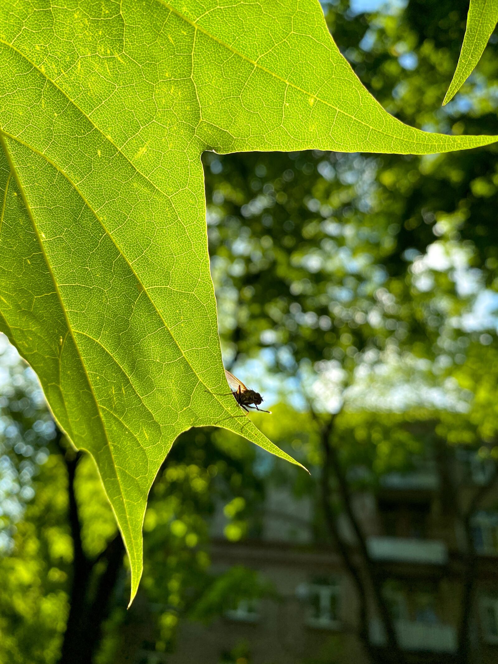 Apple iPhone 11 Pro sample photo. Fly, foliage, summer photography